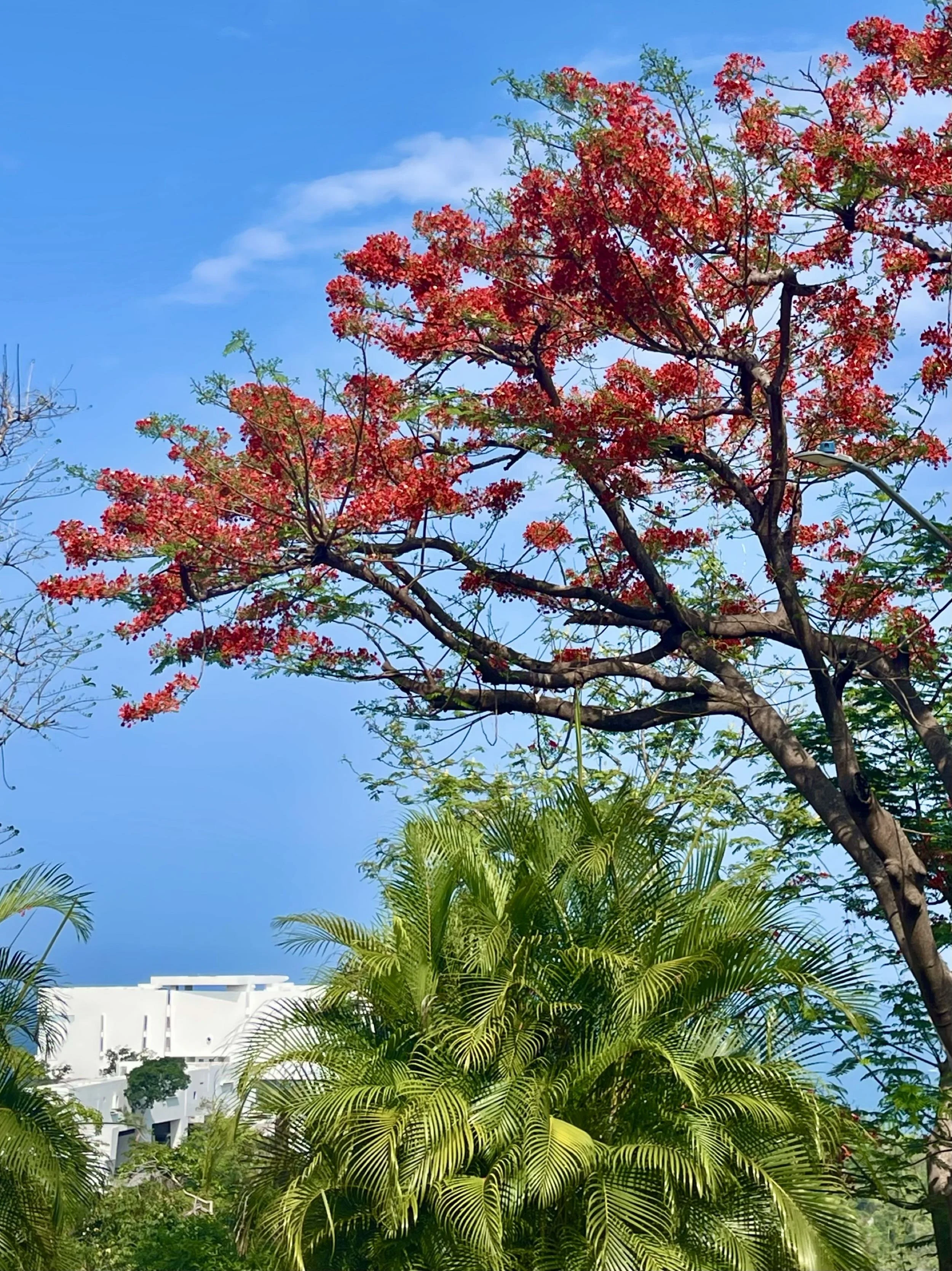 Flores rojas que contrastan con el océano de Brisas Marqués. Hotel Encanto Acapulco por Taller Aragonés.