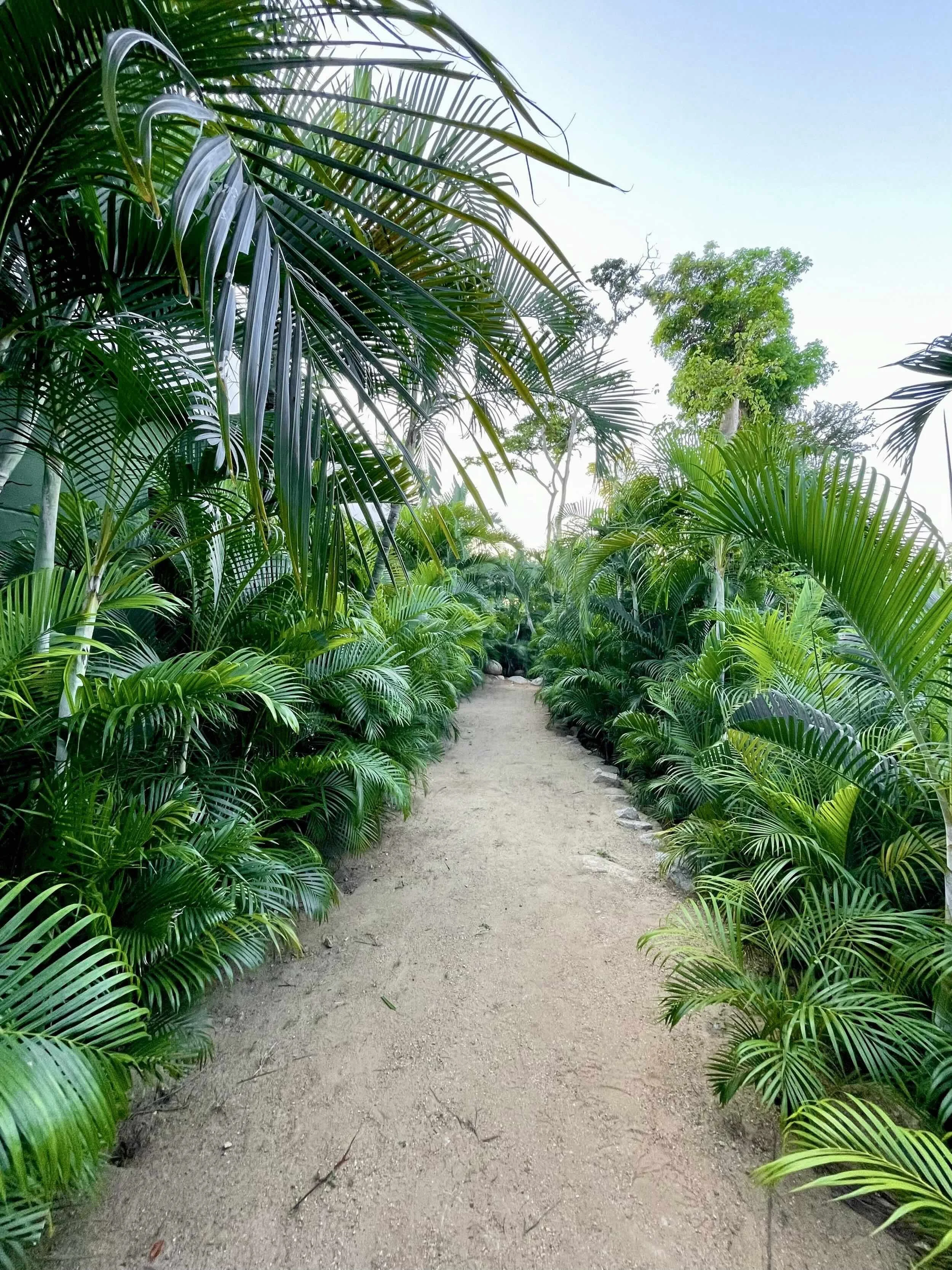 Sendero rodeado de naturaleza tropical en el Pacífico mexicano. Hotel Encanto Acapulco por Taller Aragonés.