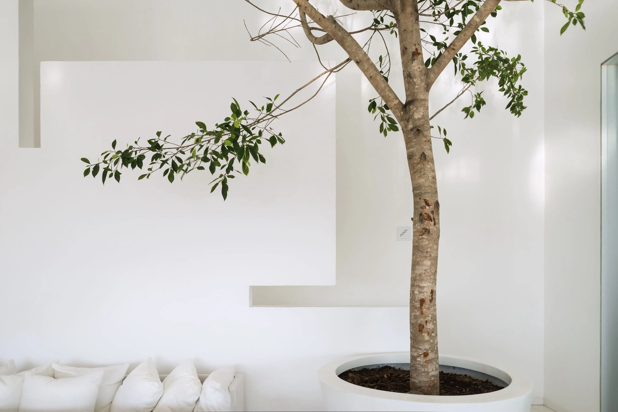 Árbol de interiores en maceta cilíndrica integrándose con la arquitectura de líneas puras y muros blancos.