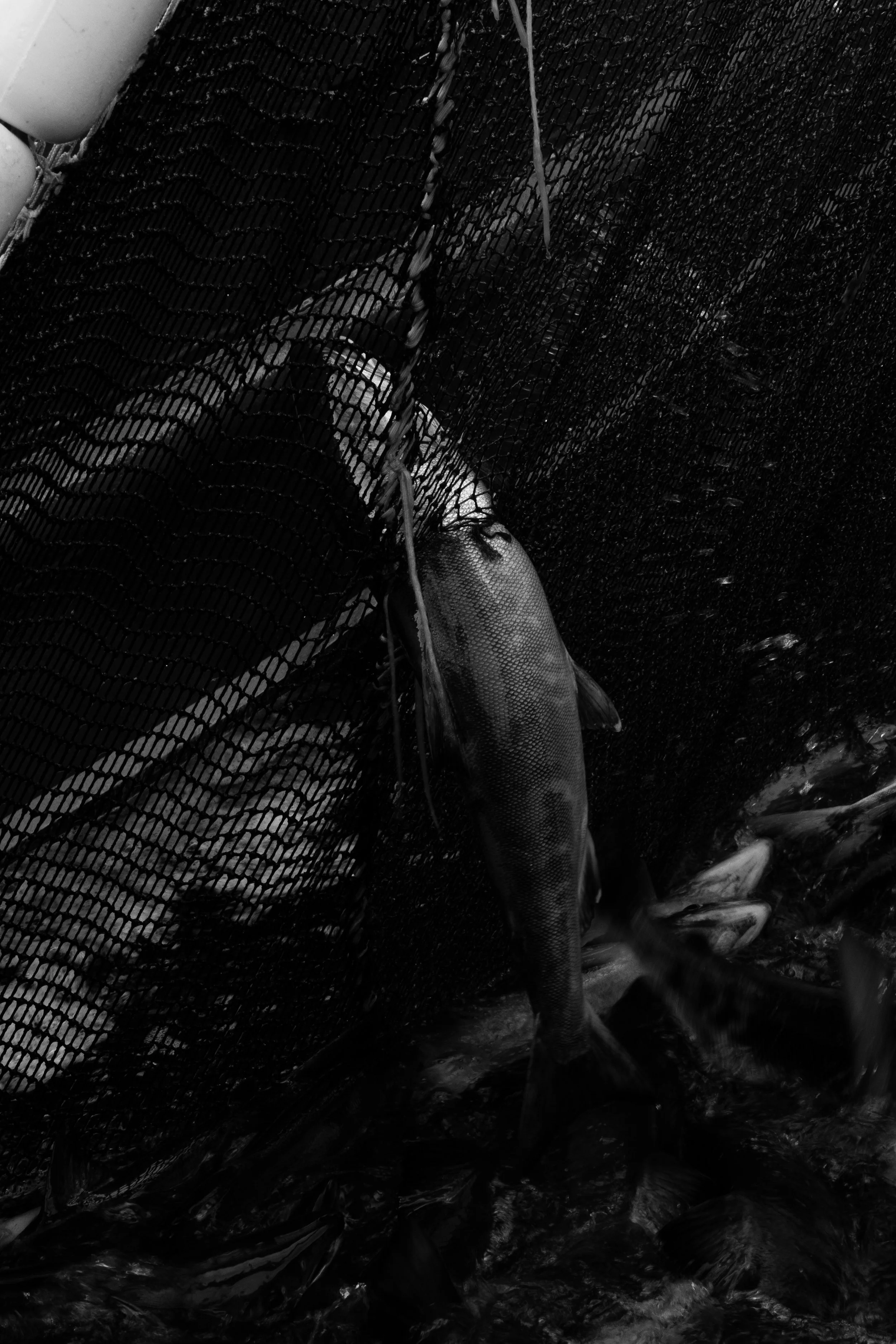 DSC09295.jpg