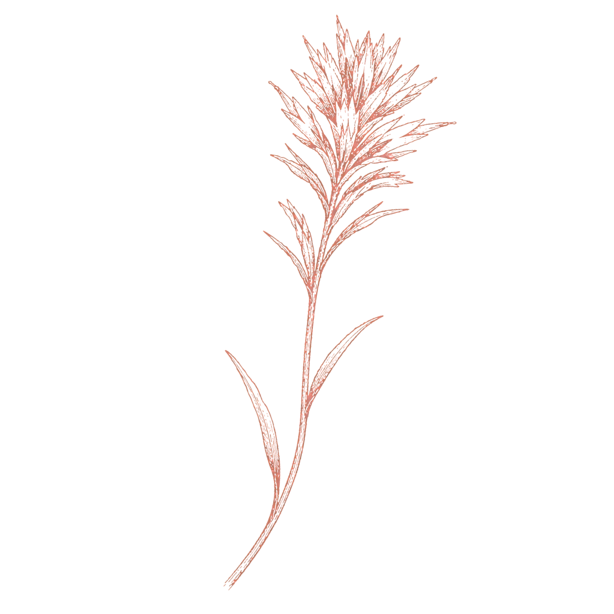A digital illustration of a single pinkish-red ornamental grass with feathery plumes and long slender leaves on a black background.