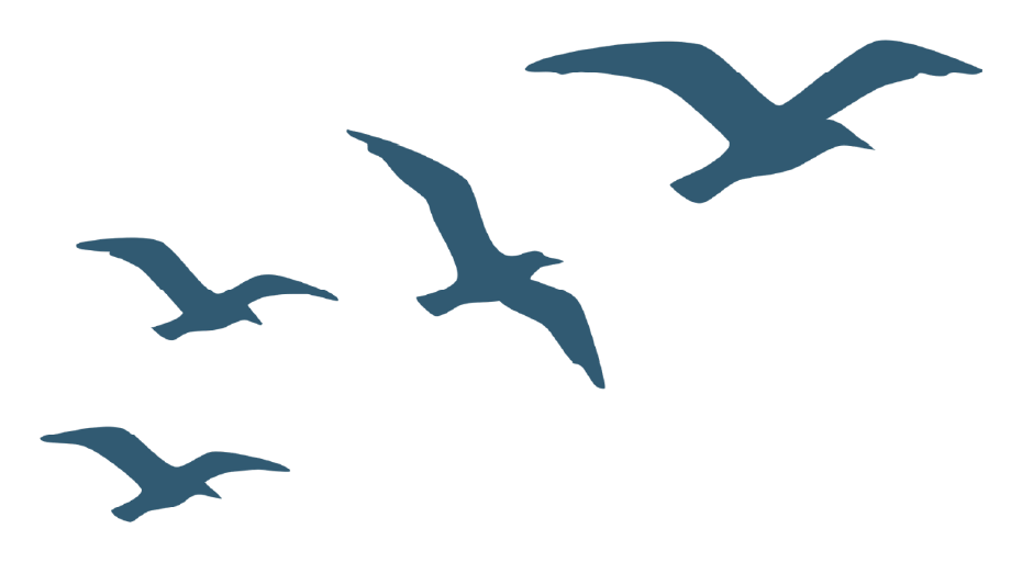Silhouette of five flying seagulls against a black background.