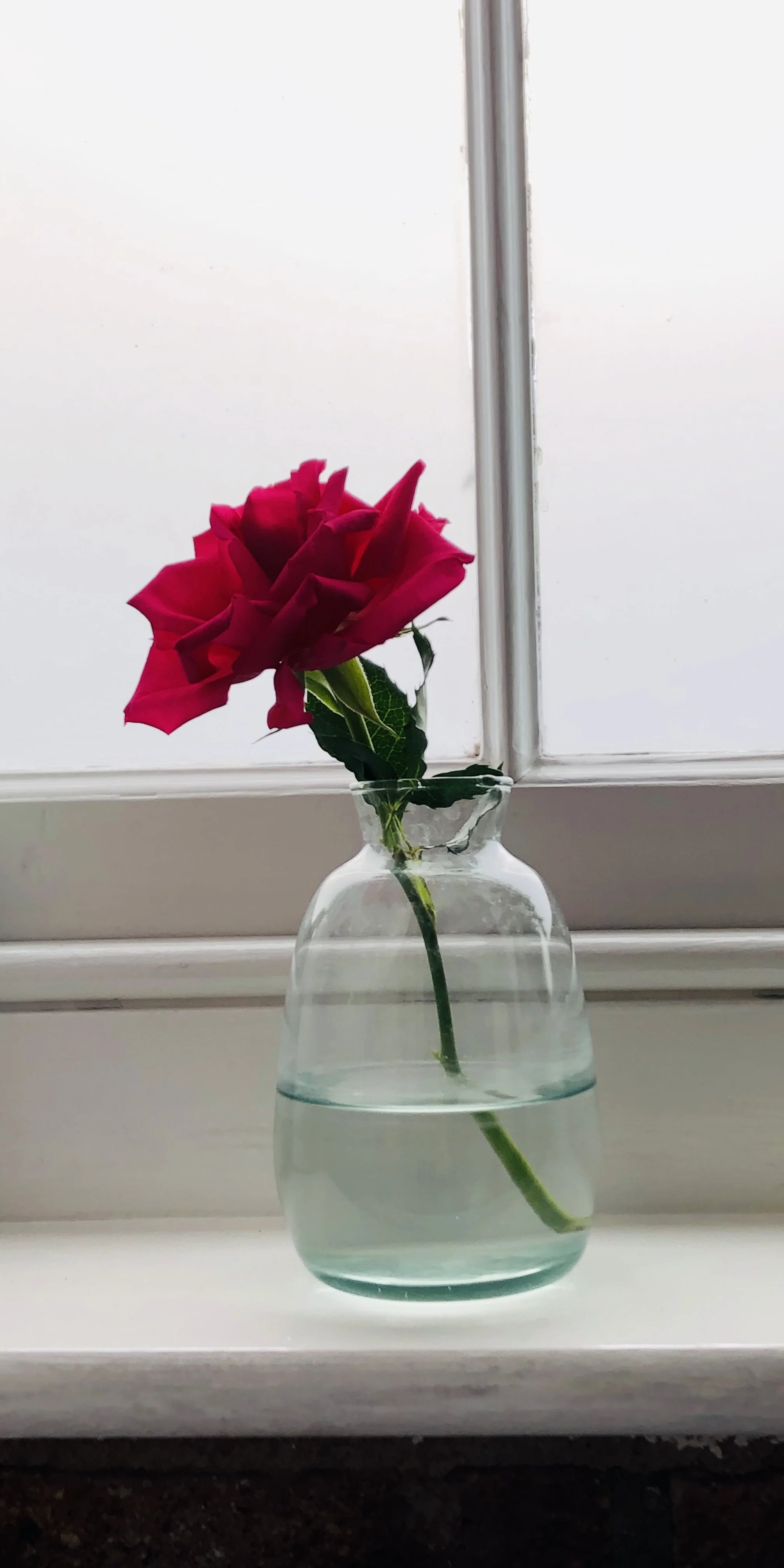 A red rose in a clear glass vase on a windowsill