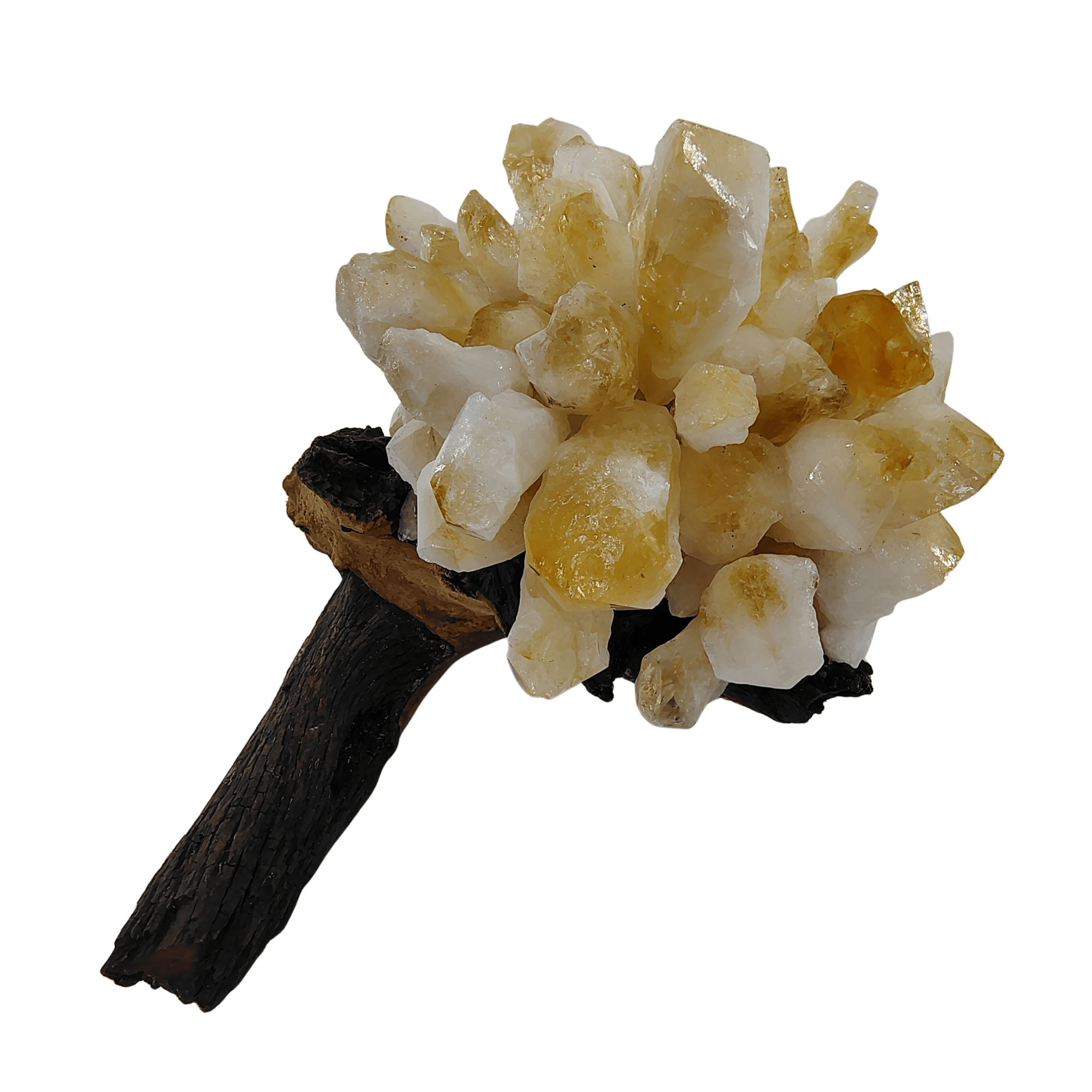 Citrine Cluster on Mopani Wood