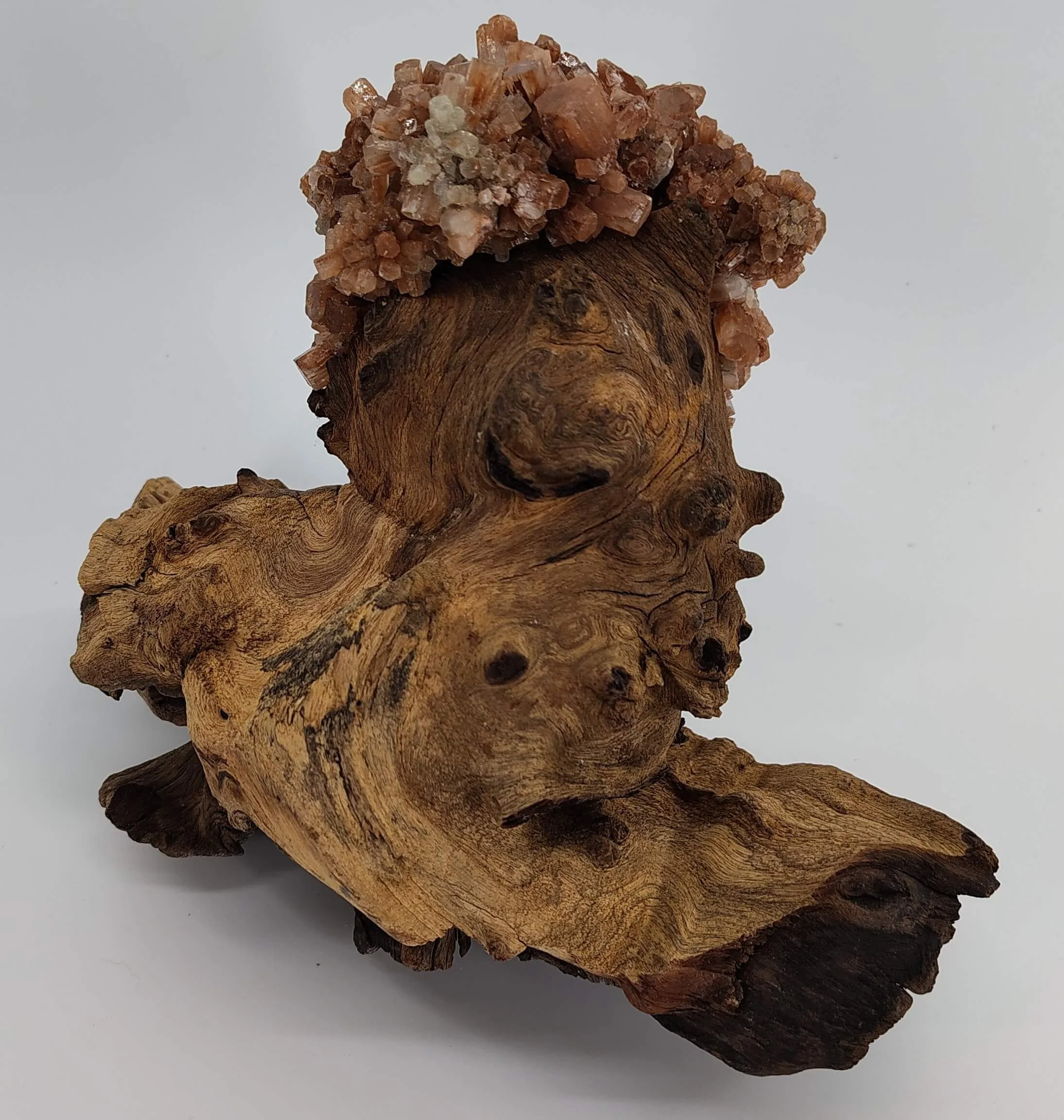 Arogonite,African hardwood 2.jpg
