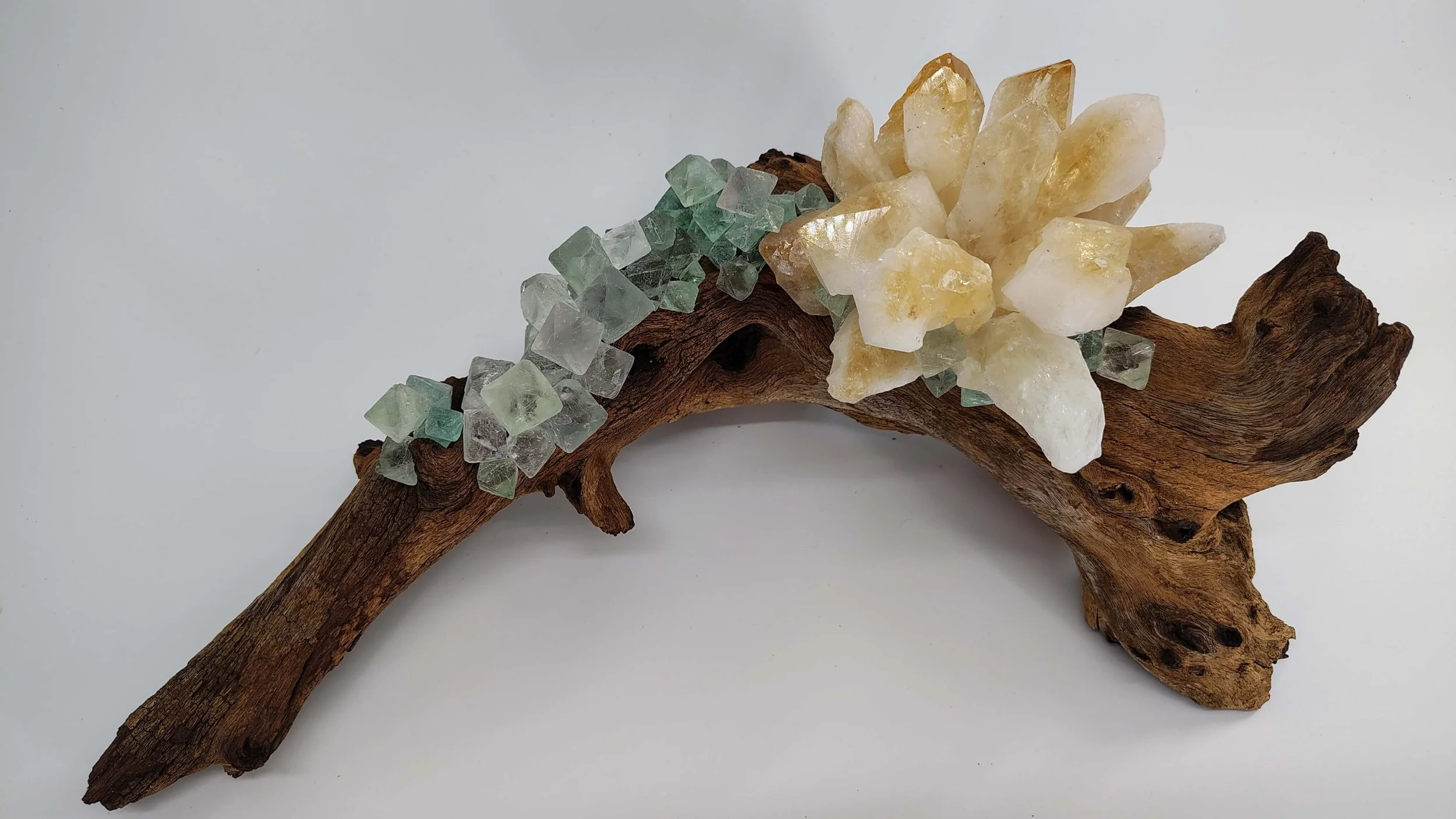 Citrine flower on mopani 2.jpg