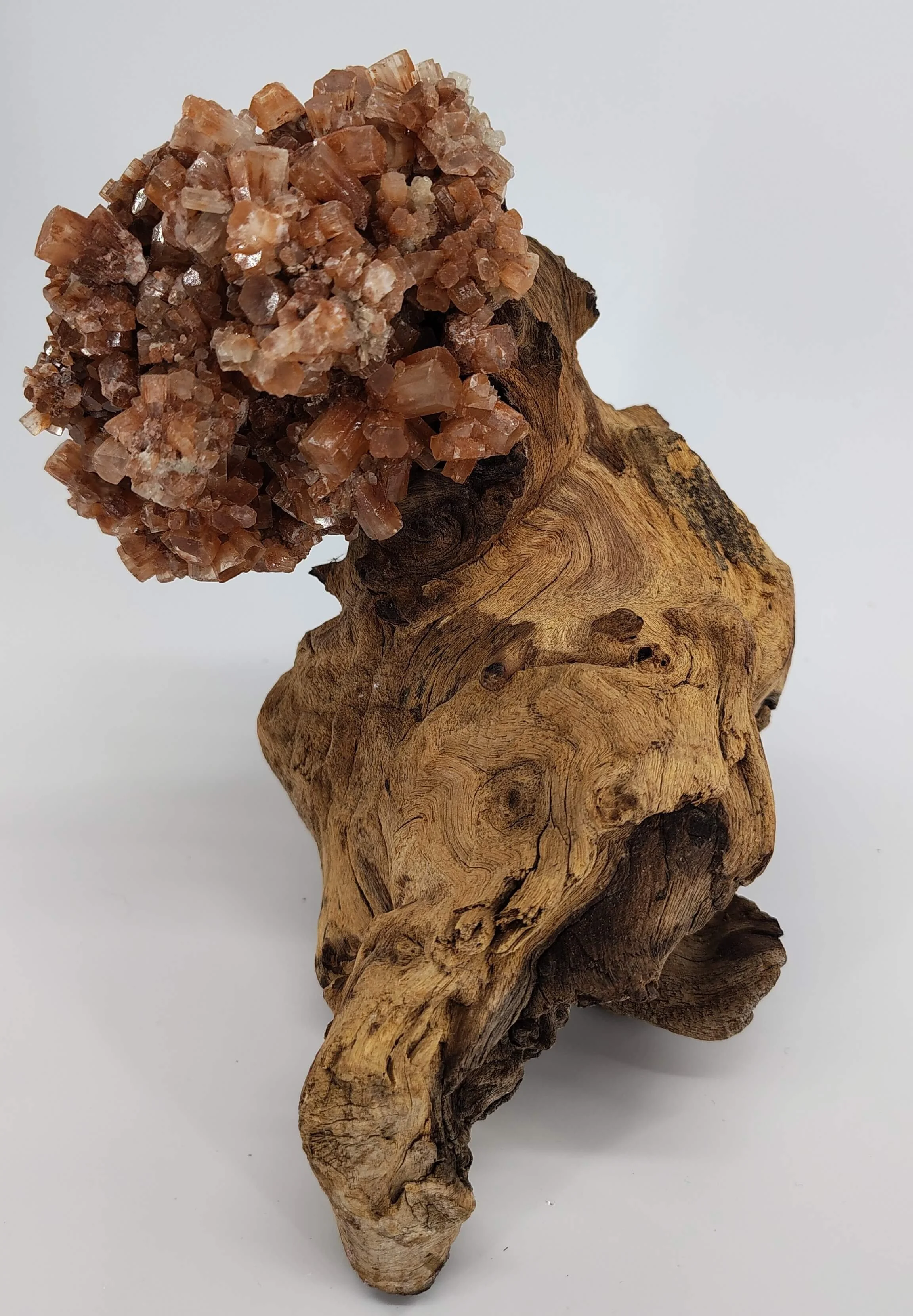 Arogonite,african hardwood 3.jpg