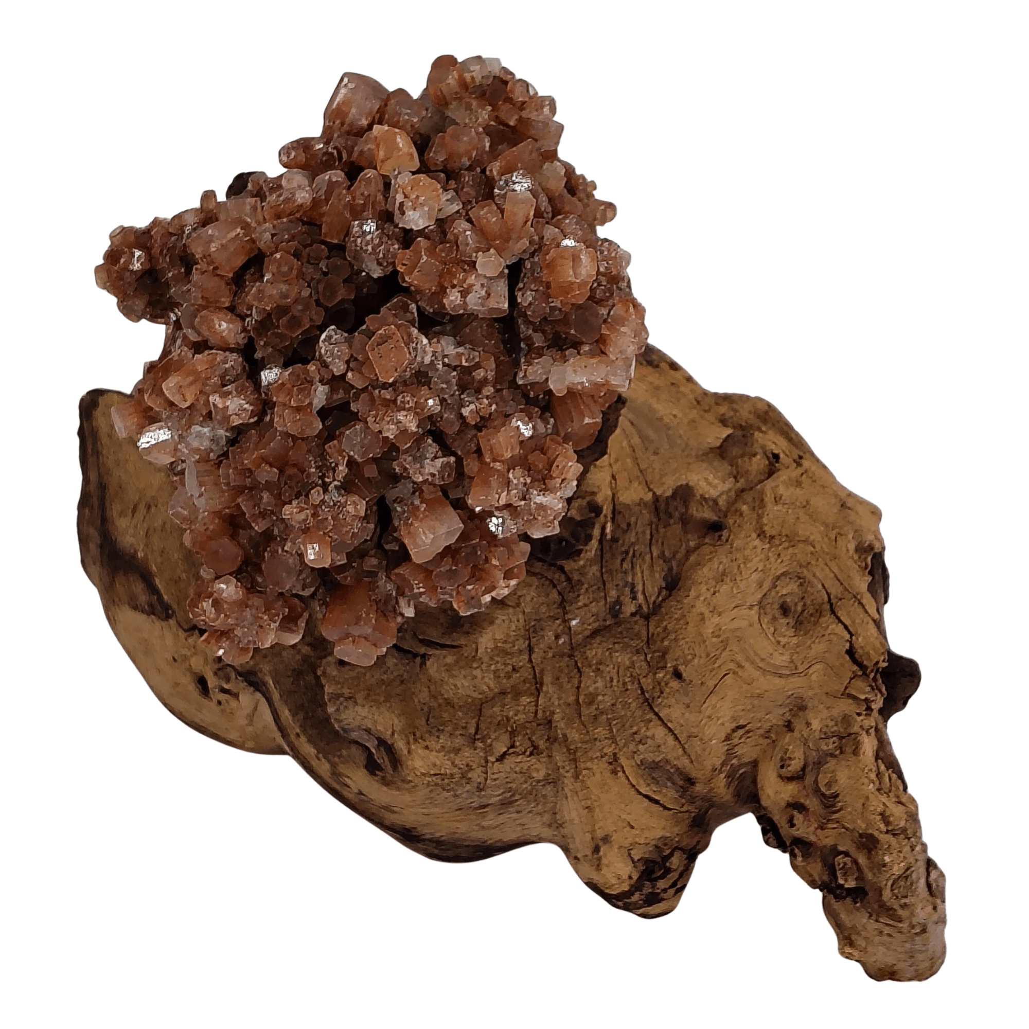 Aragonite on African Hardwood