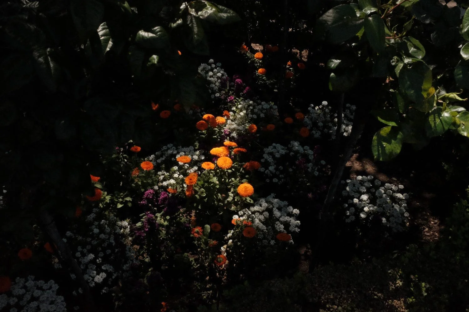 falling in love with photography (again)