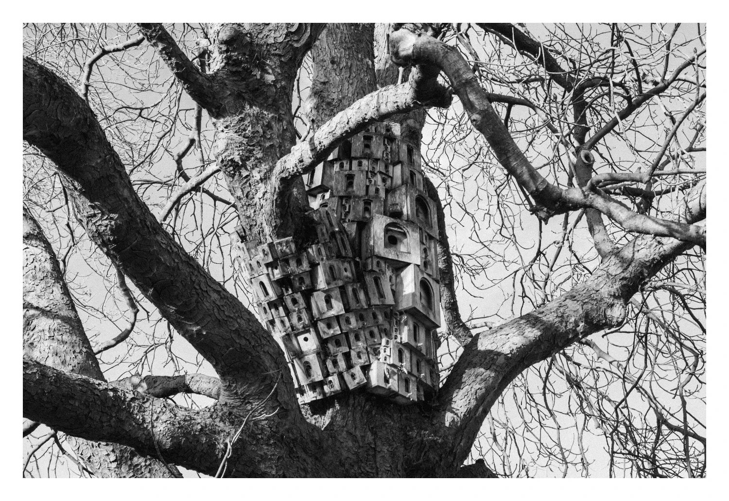 birdhouse.webp