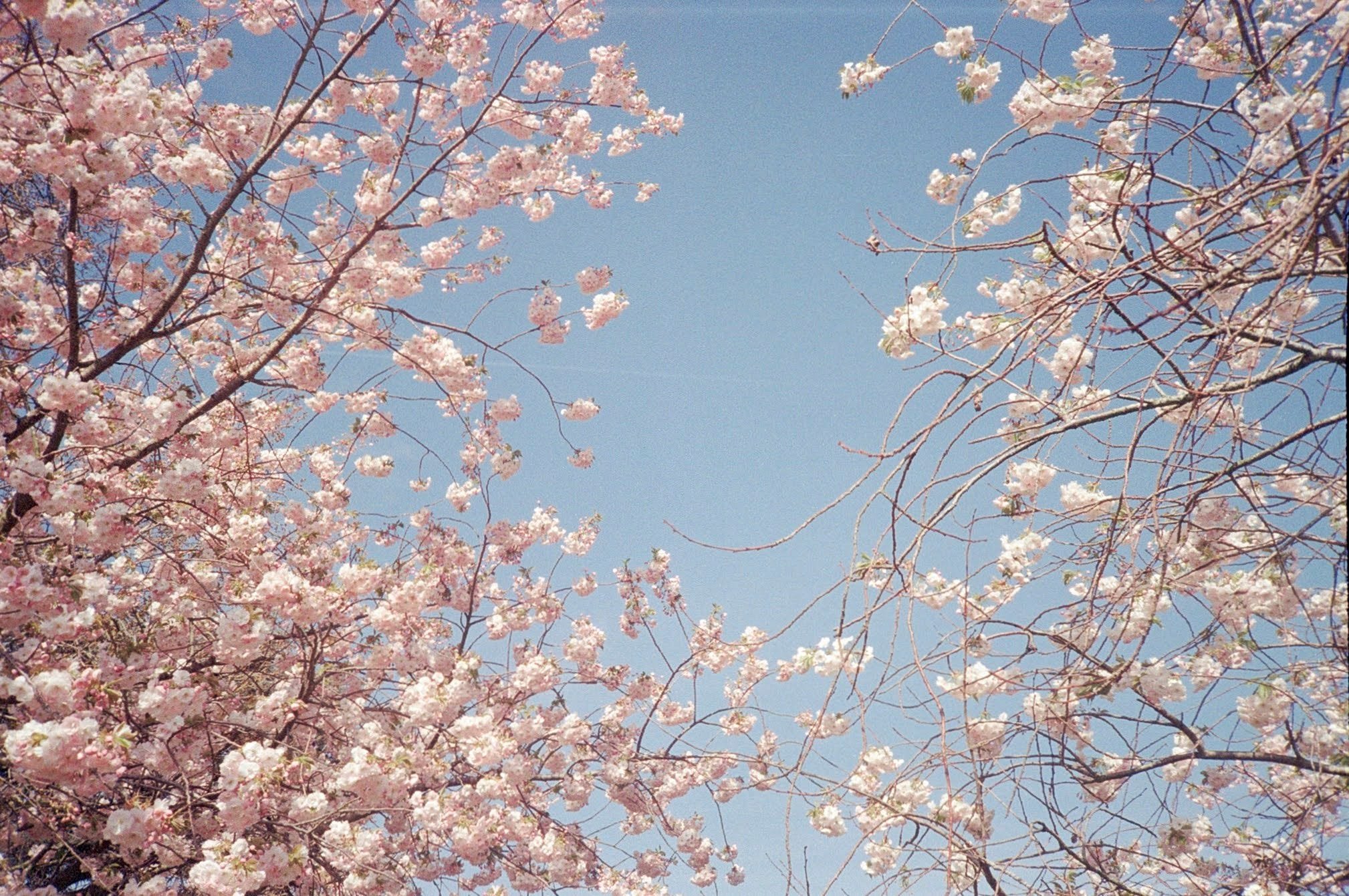 this is a film photo taken in spring showing pink cherry blossoms against a clear blue sky