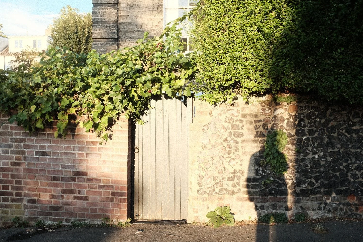 a photo talken of a wooden door or gate in the middle of a brick wall, at the top of the wall is a hedge and some ivy, to the right of the wall is a shadow of me taking this photo