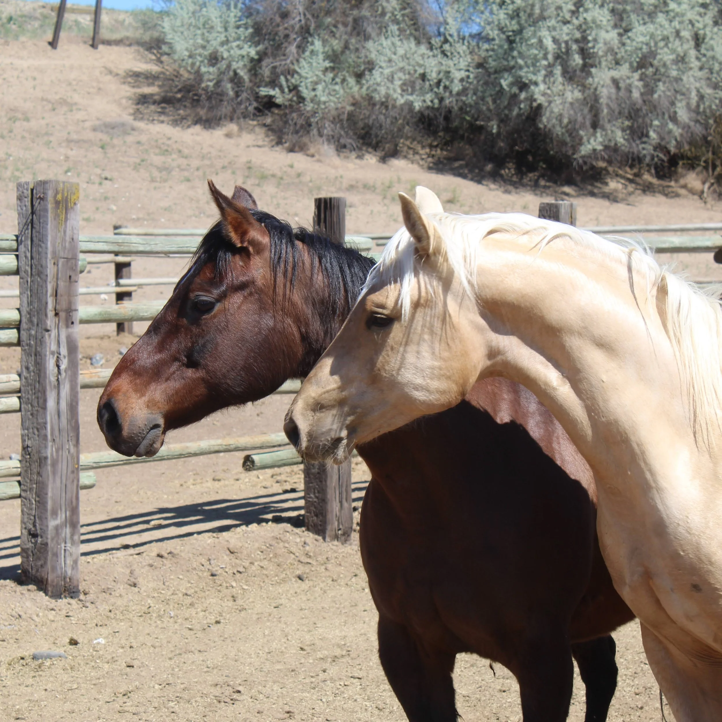 Two horses, one with a dark brown coat and the other with a light cream-colored coat, standing side by side behind a wooden fence in a dry, open area with bushes and trees in the background.