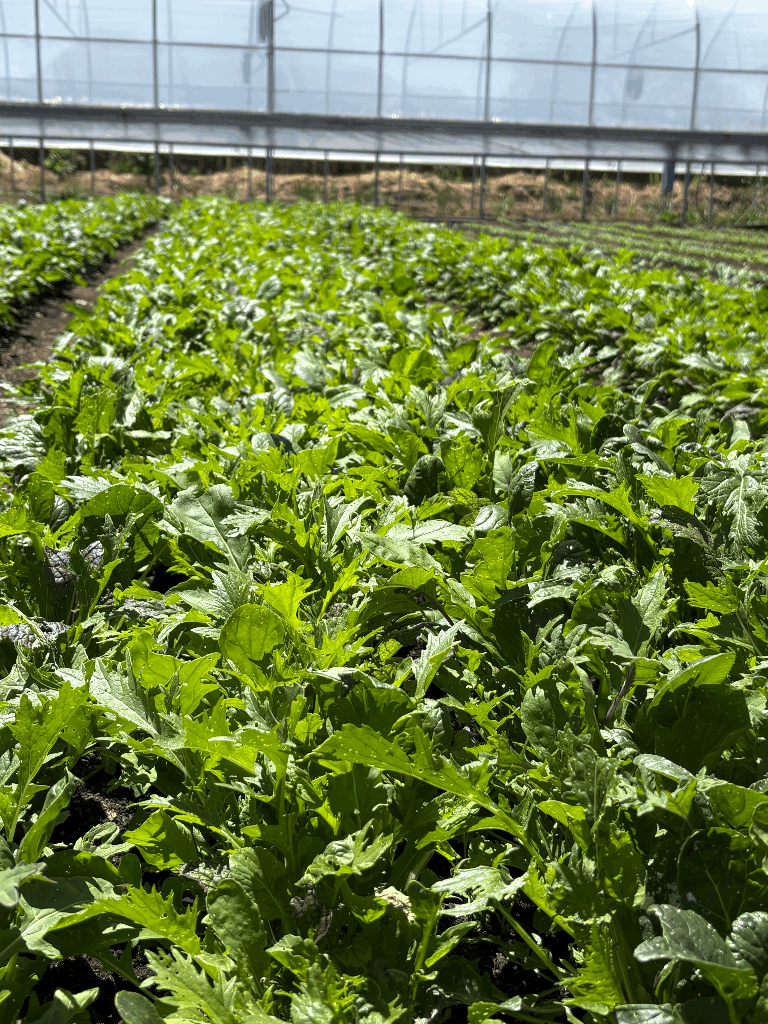 Basil Micro Greens