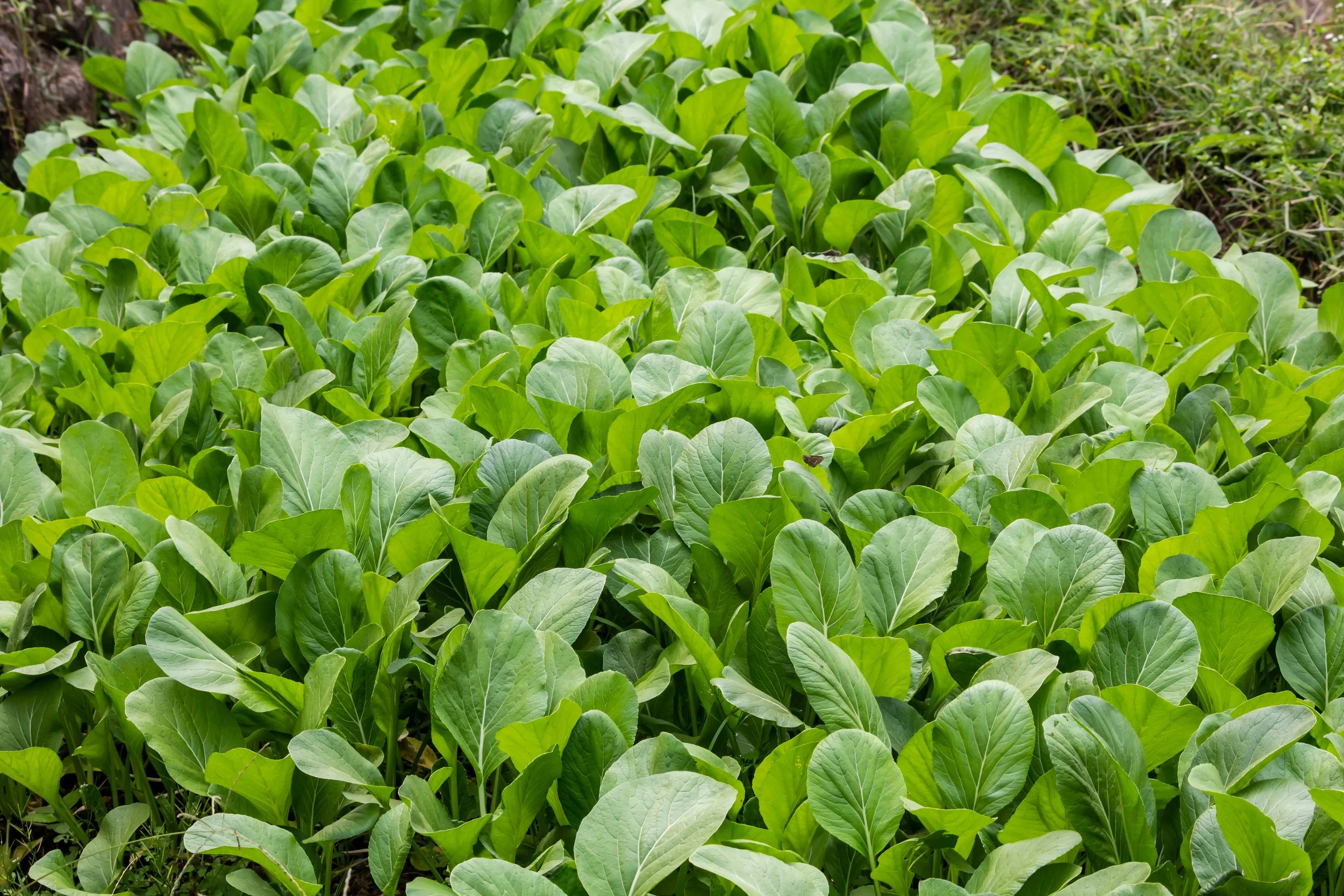 Mustard Greens