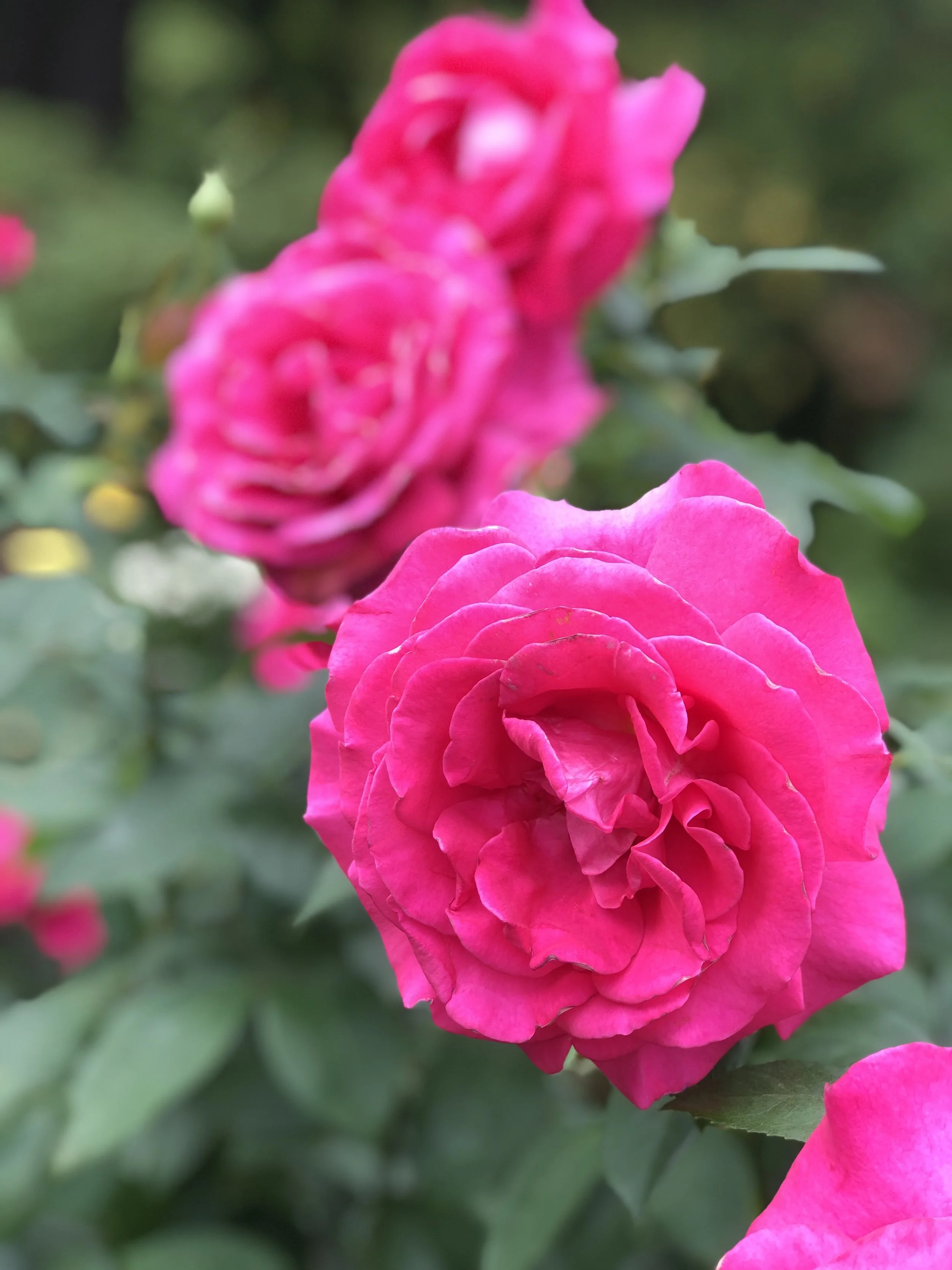 Holiday Flower Subscription