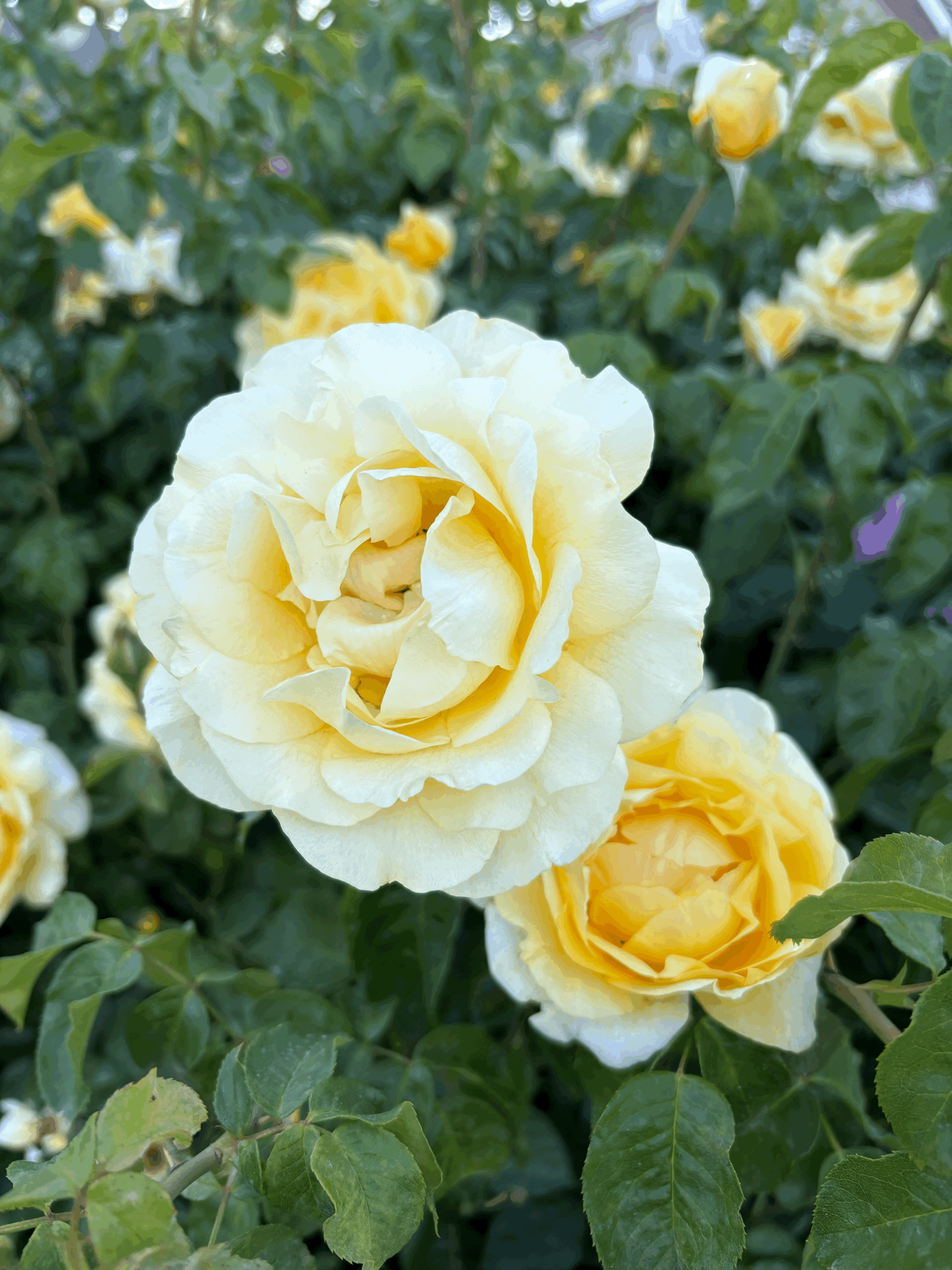 Seasonal Flower Bouquets