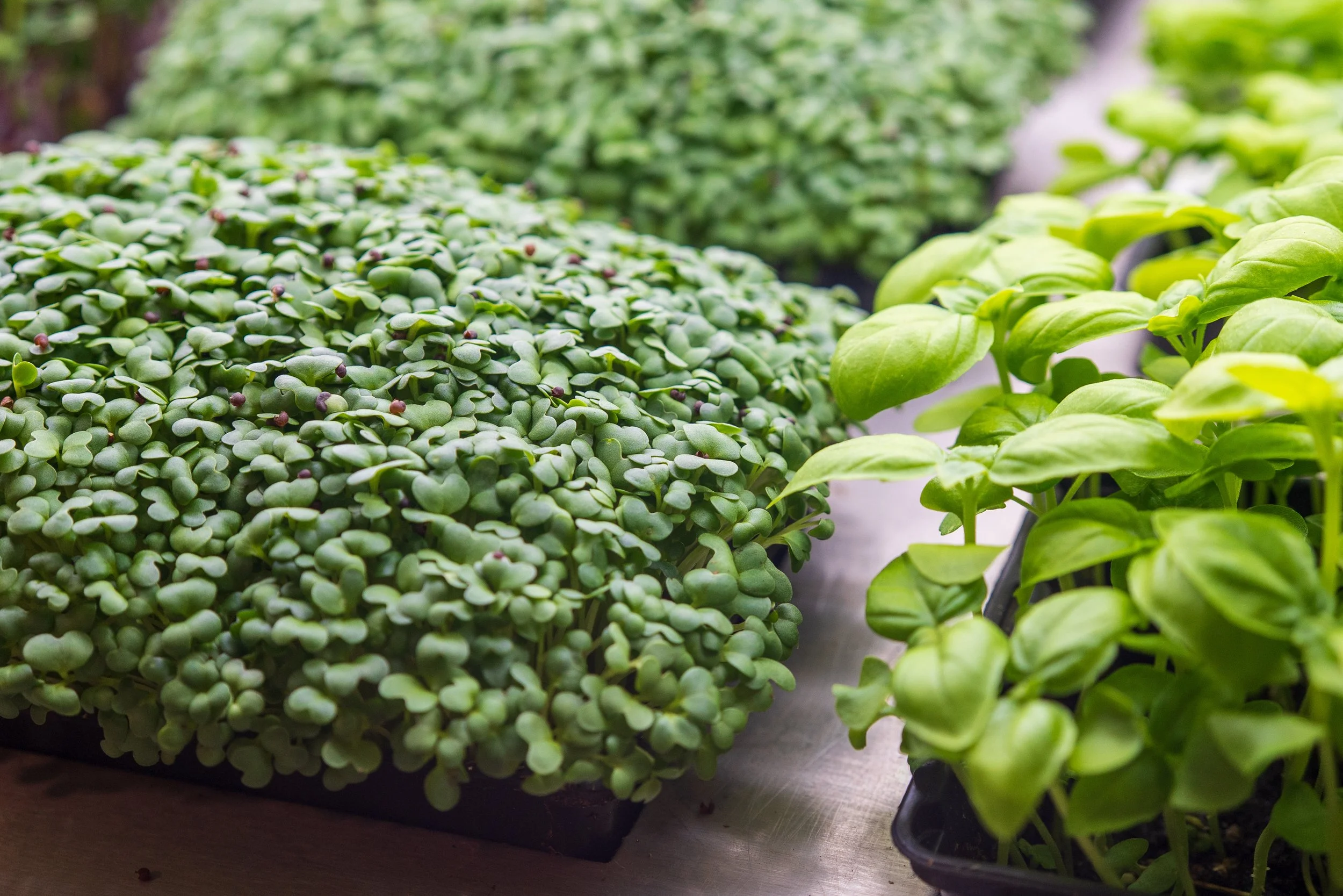Basil Micro Greens