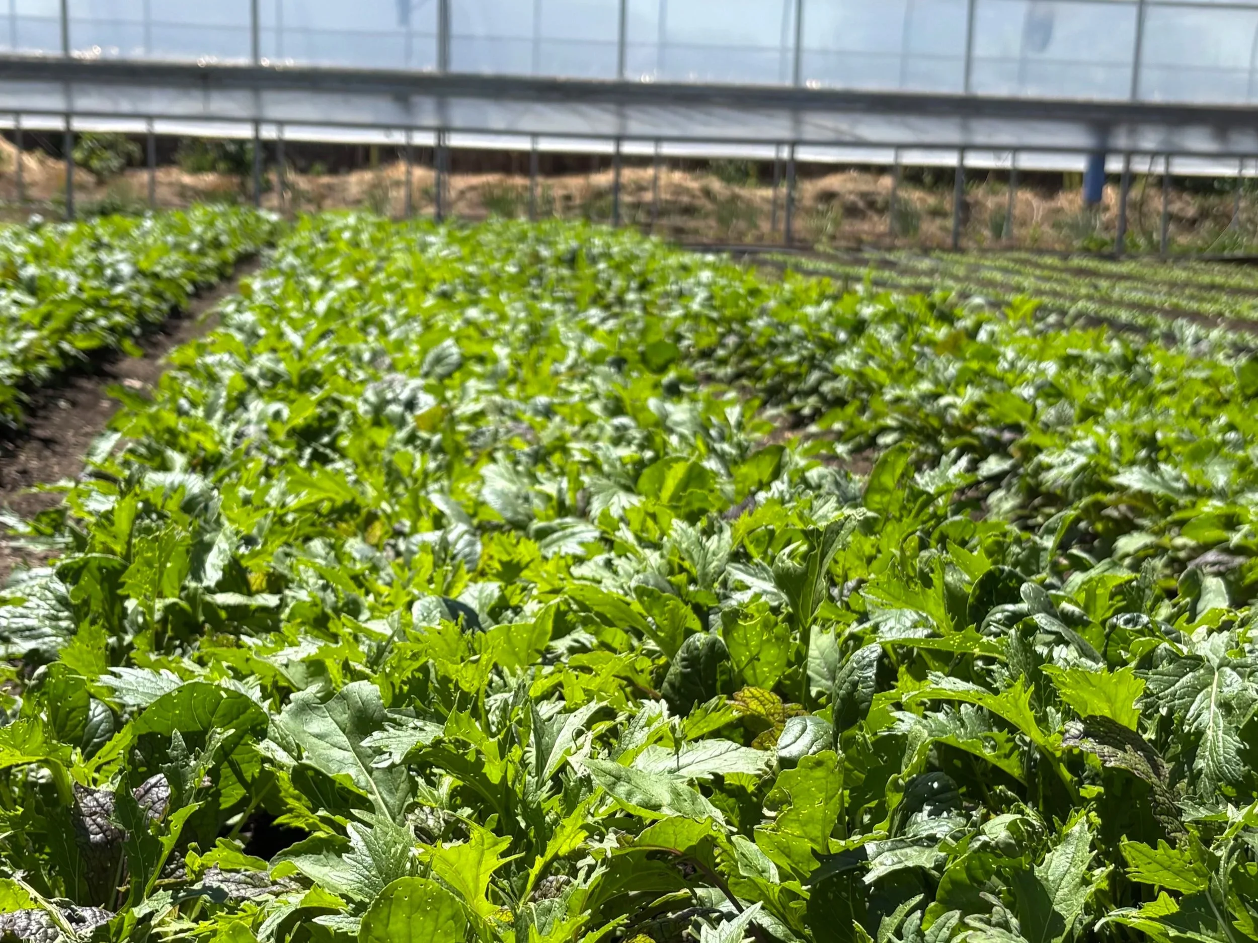Ovation Greens