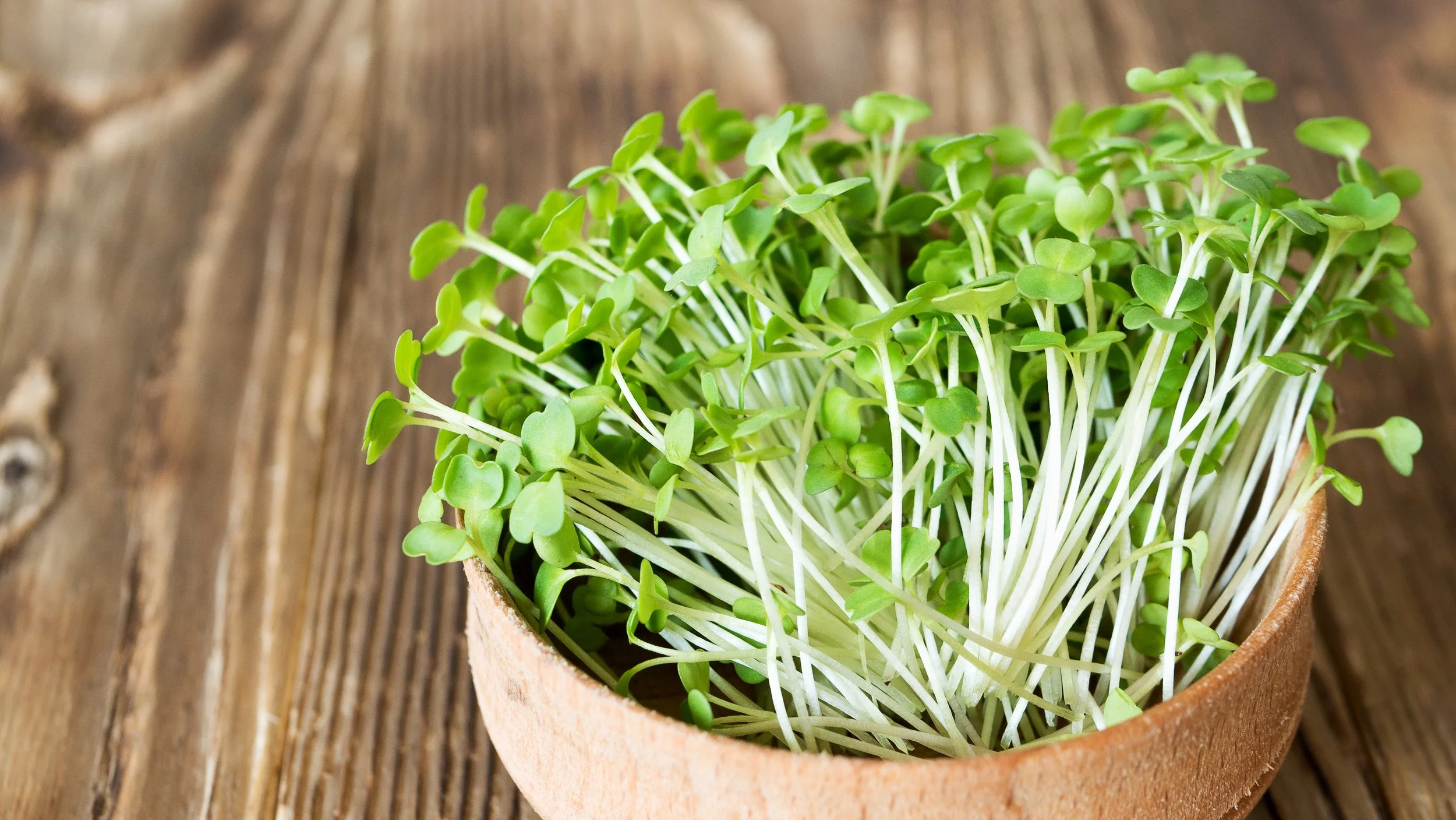 Arugula Micro Greens