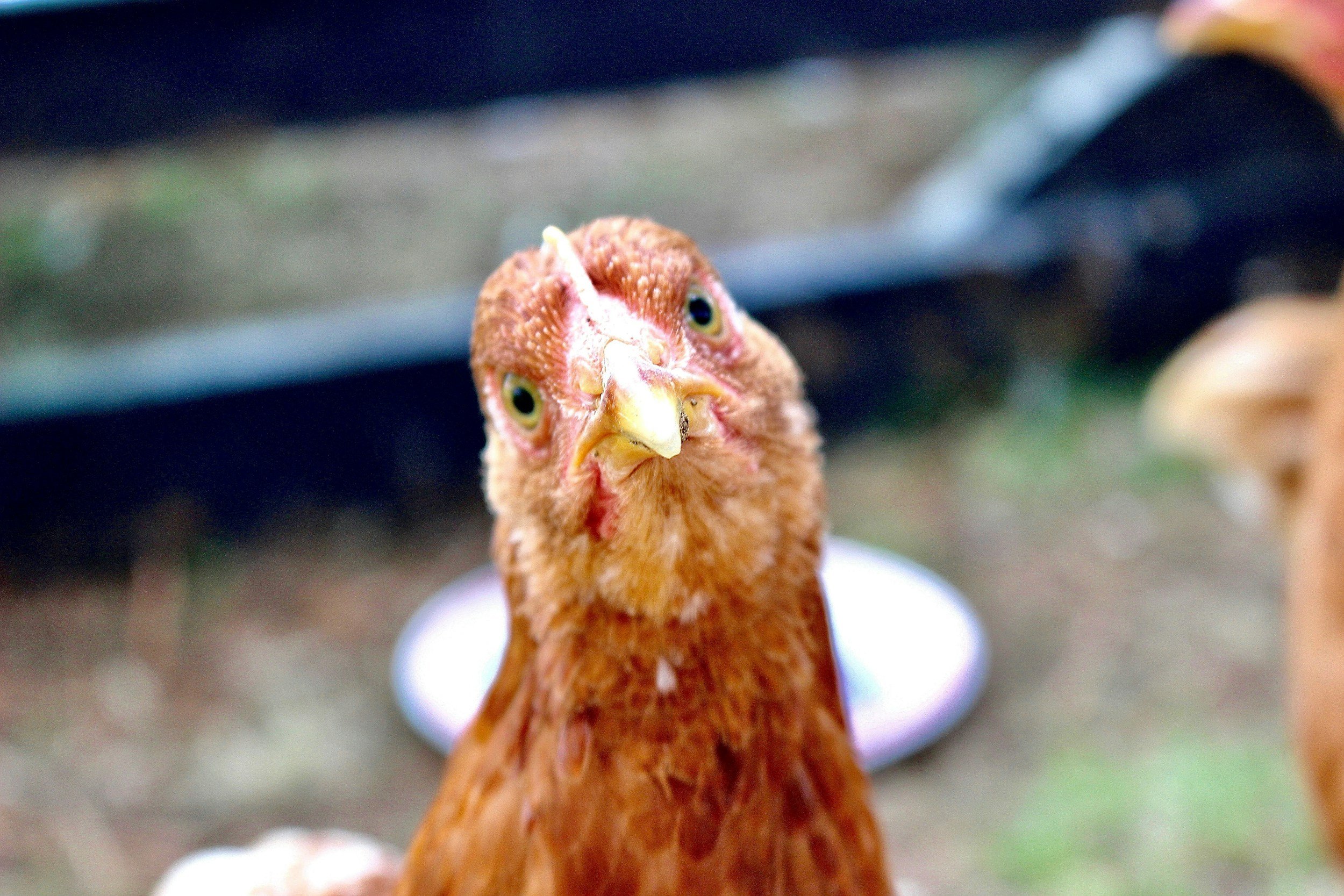 Close-up of a chicken's head with a blurry background.