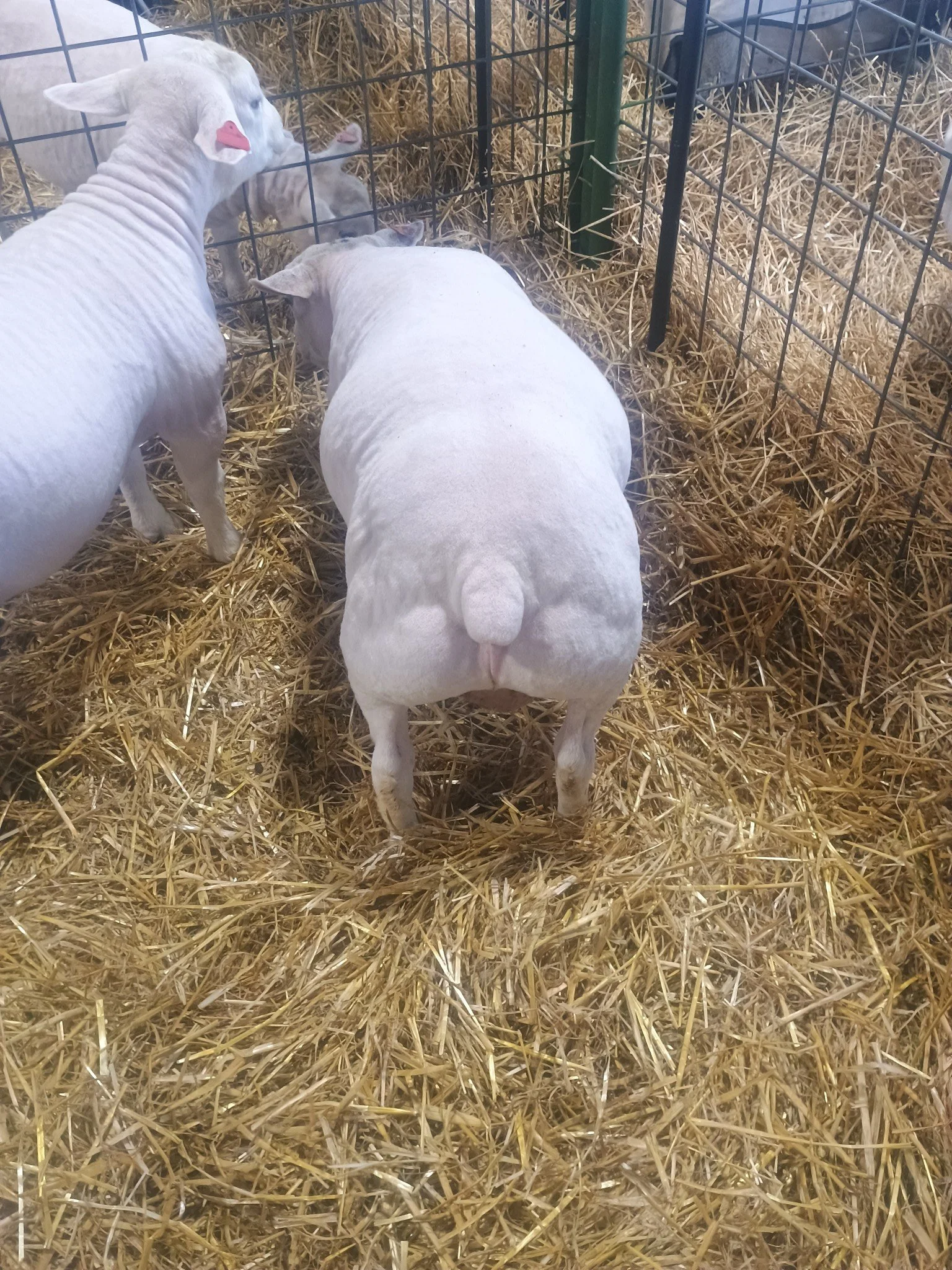 A group of white sheep with pink ears inside a wire enclosure with straw on the ground, resting and interacting.