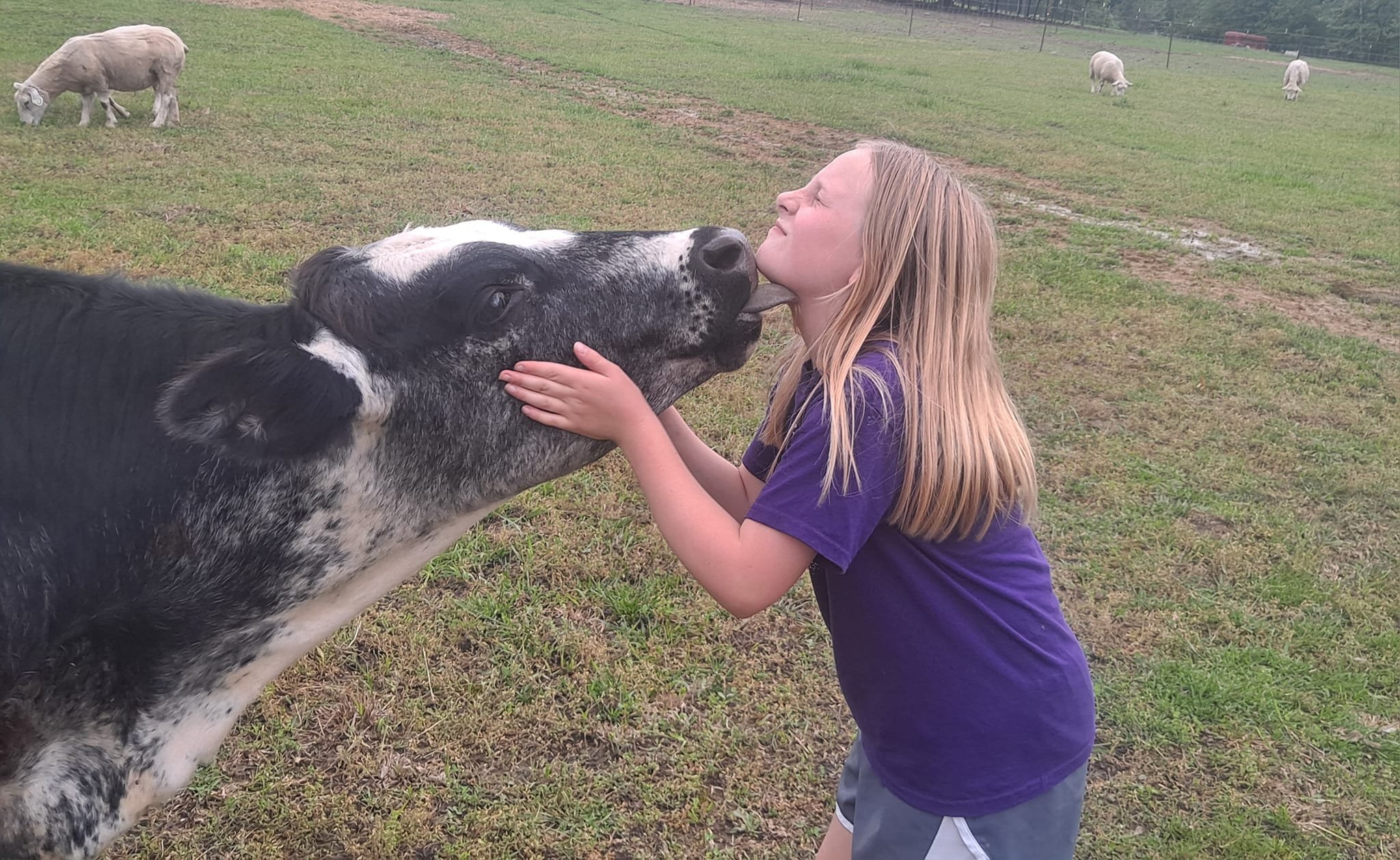 A young girl with long blonde hair embraces a large black and white cow in a grassy field, with other cows grazing in the background.