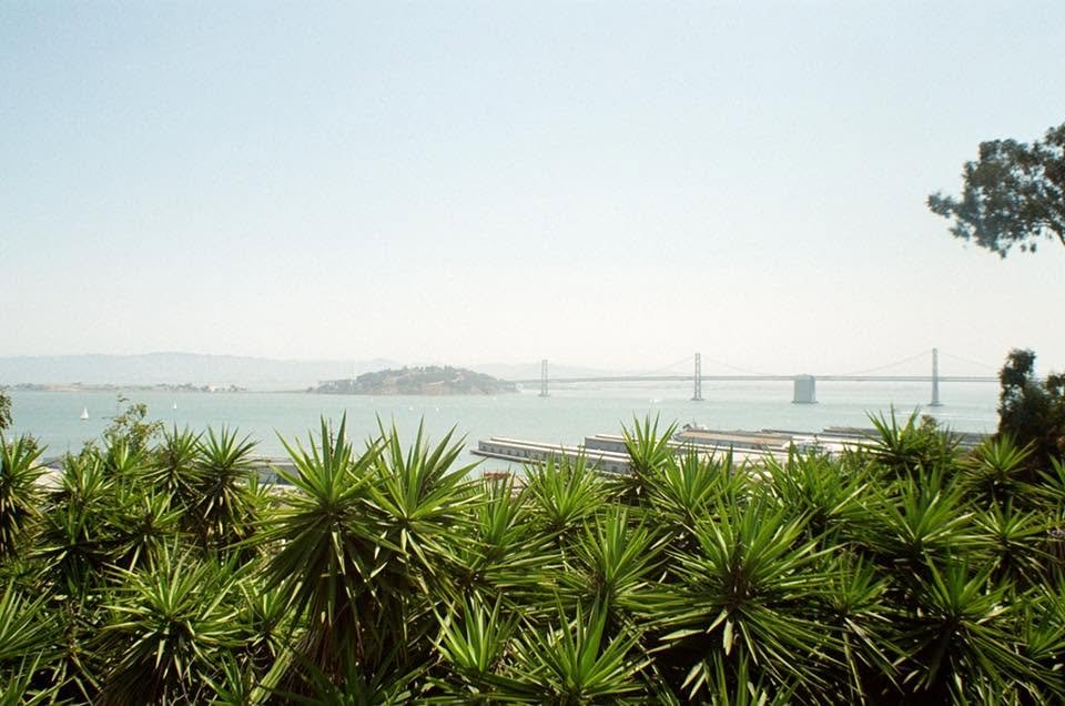 A view of a bridge over water with a foreground of green spiky plants and a tree on the right, under a cloudy sky.