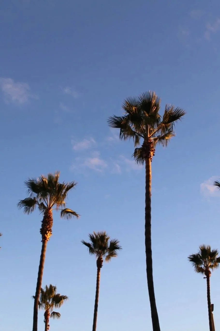 Tall palm trees against a clear blue sky during sunset.