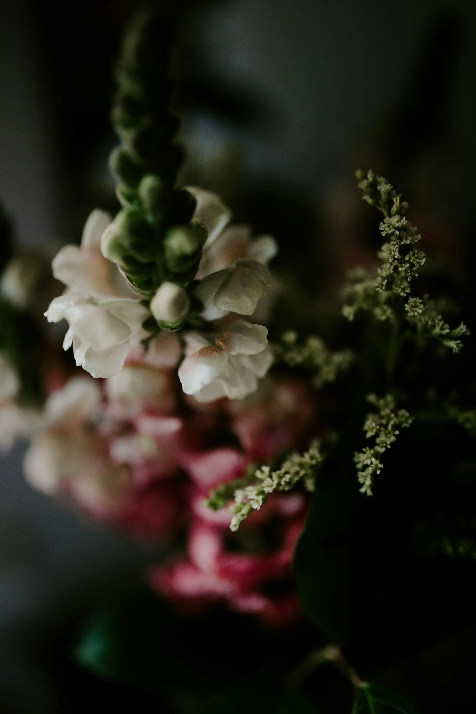 Close-up of a small white flower with a pink base, surrounded by greenery and tiny white flowers on a dark background.