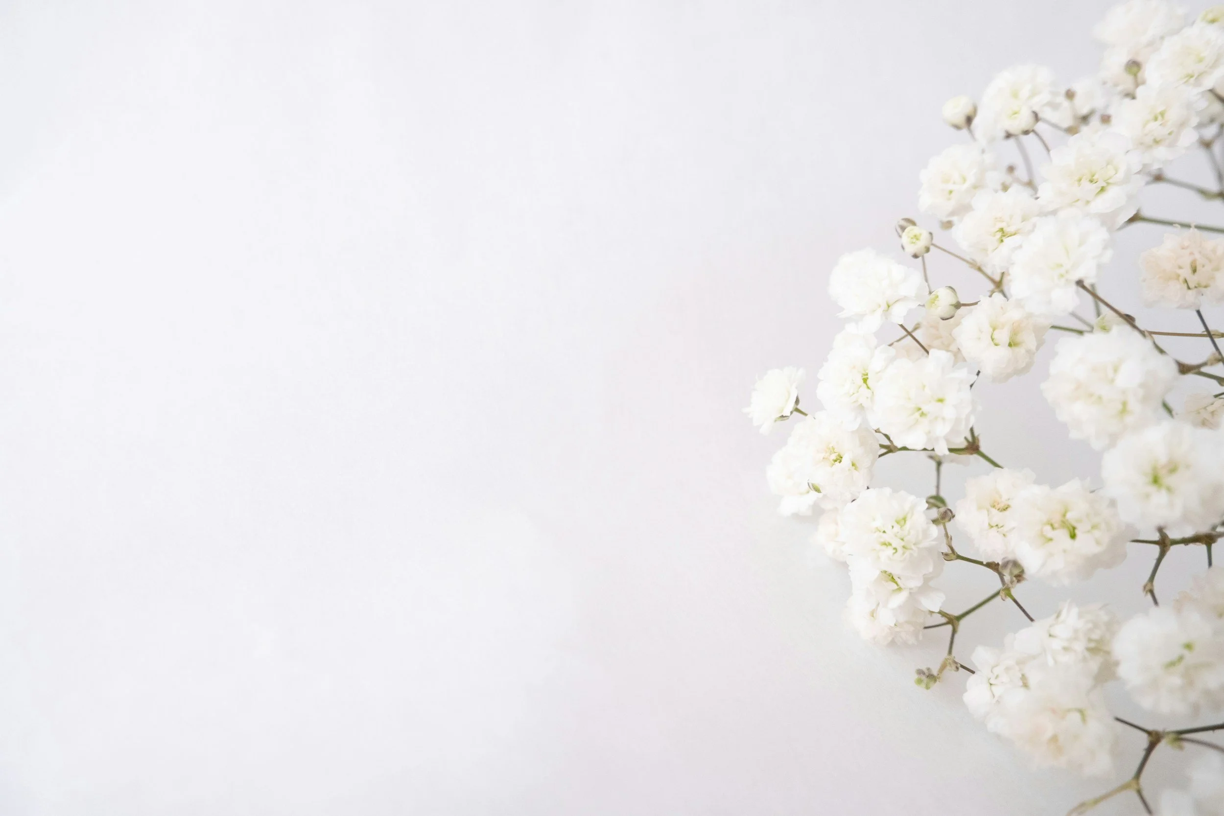 Delicate white flowers blooming on a branch.