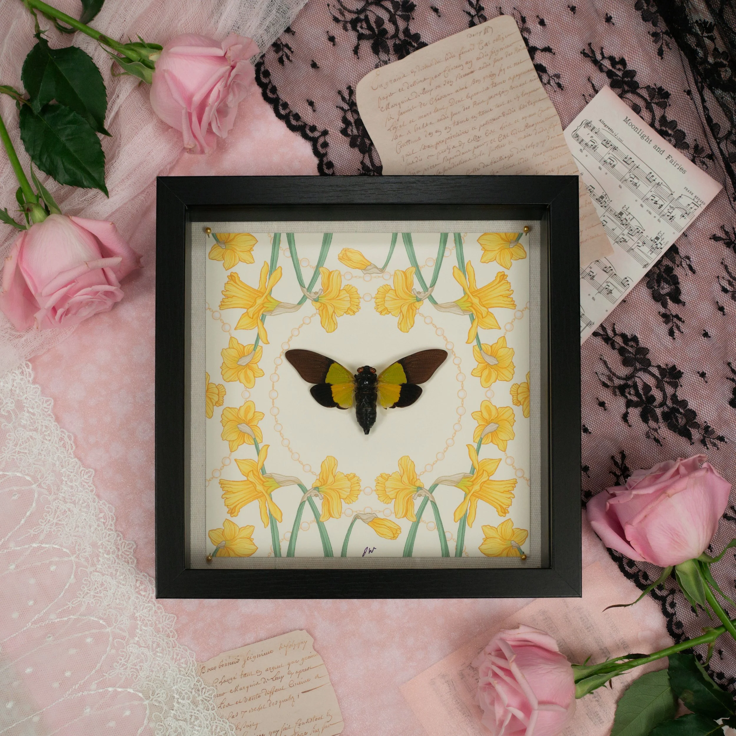 %22Daffodil haven%22 2:3 Trengganua sybylla cicada.JPG