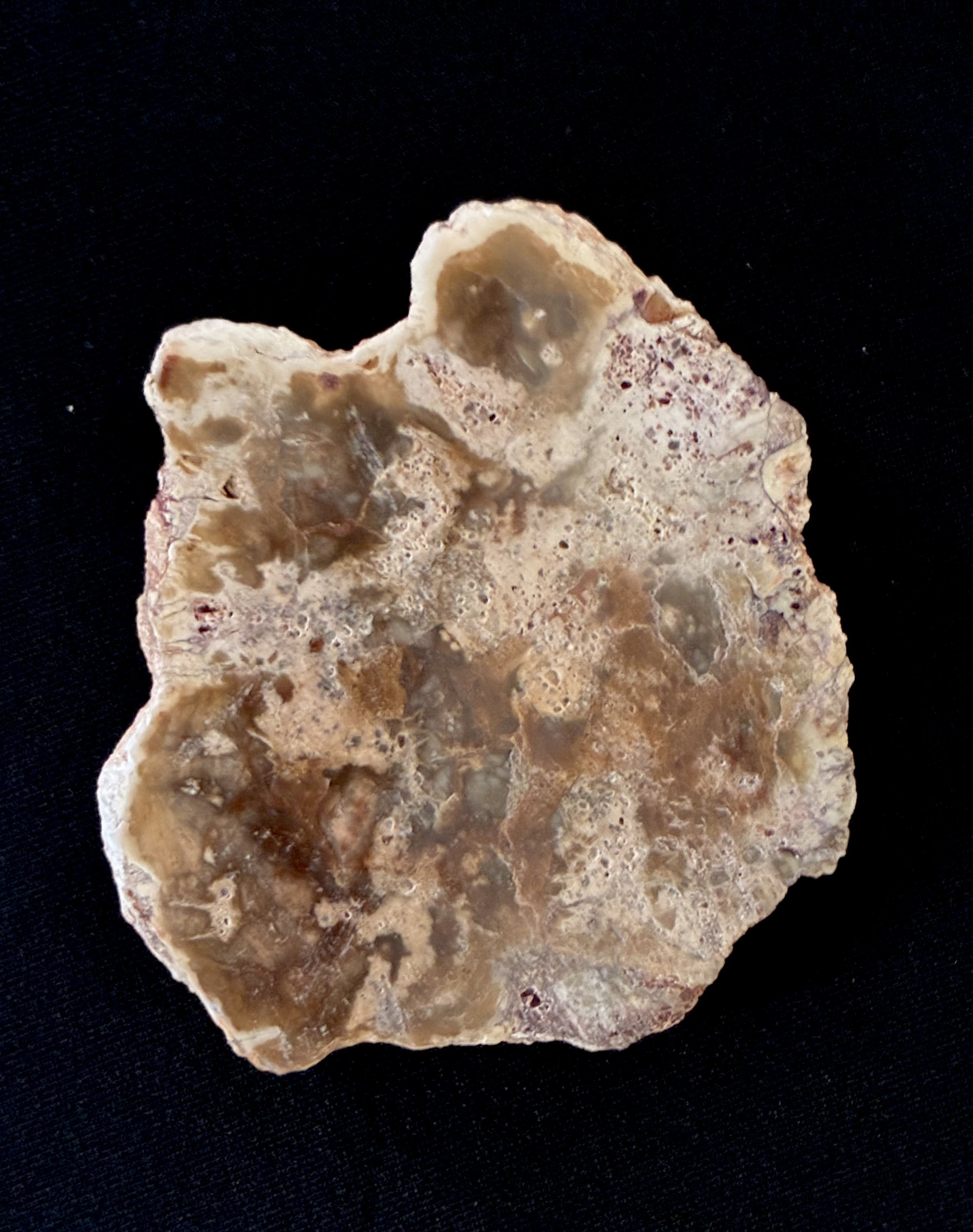 Petrified Wood Slab