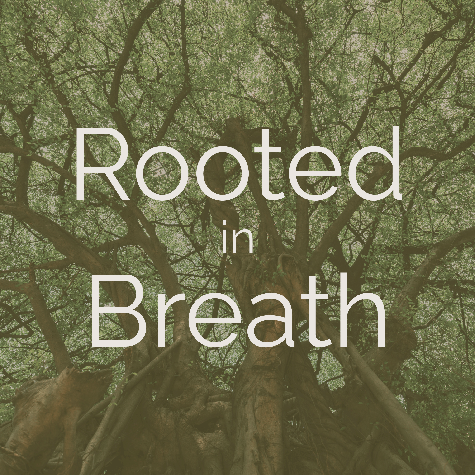 Green leafy tree with sunlight shining through the branches and the text Rooted in Breath.