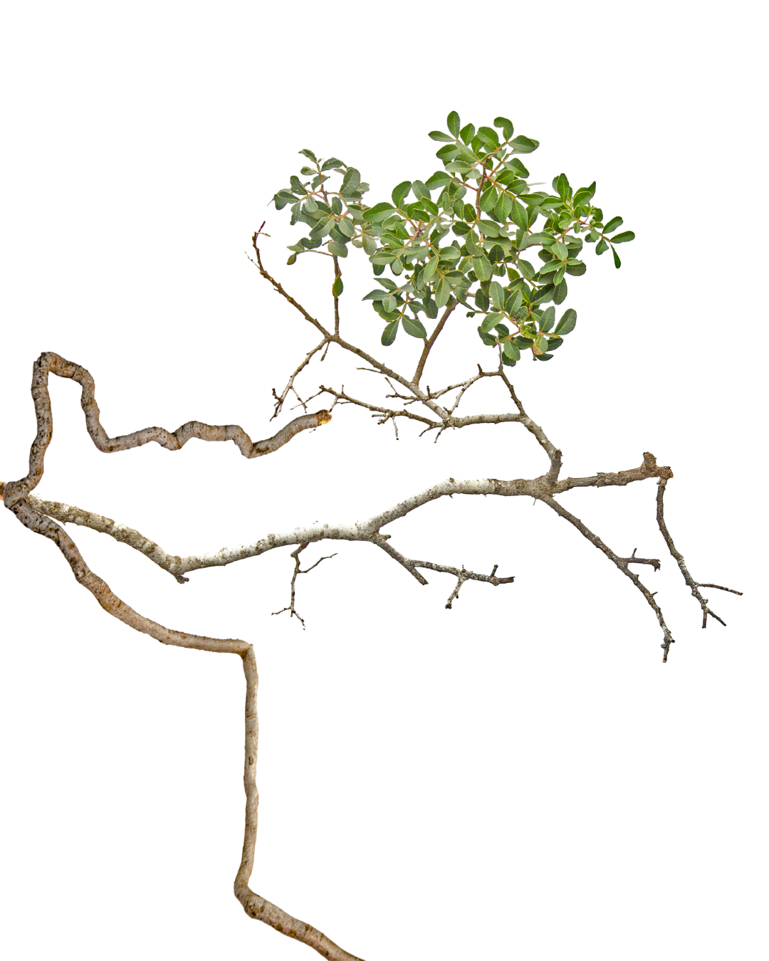 A tree photograph showing sparse, twisted vein like branching and green leaves.