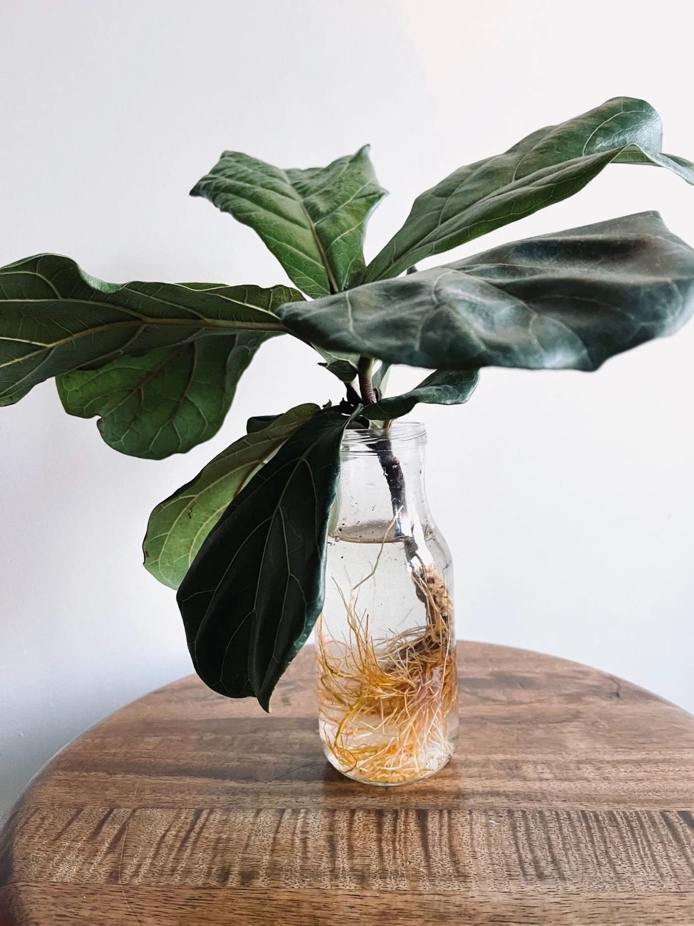 Propagated Fiddle Leaf