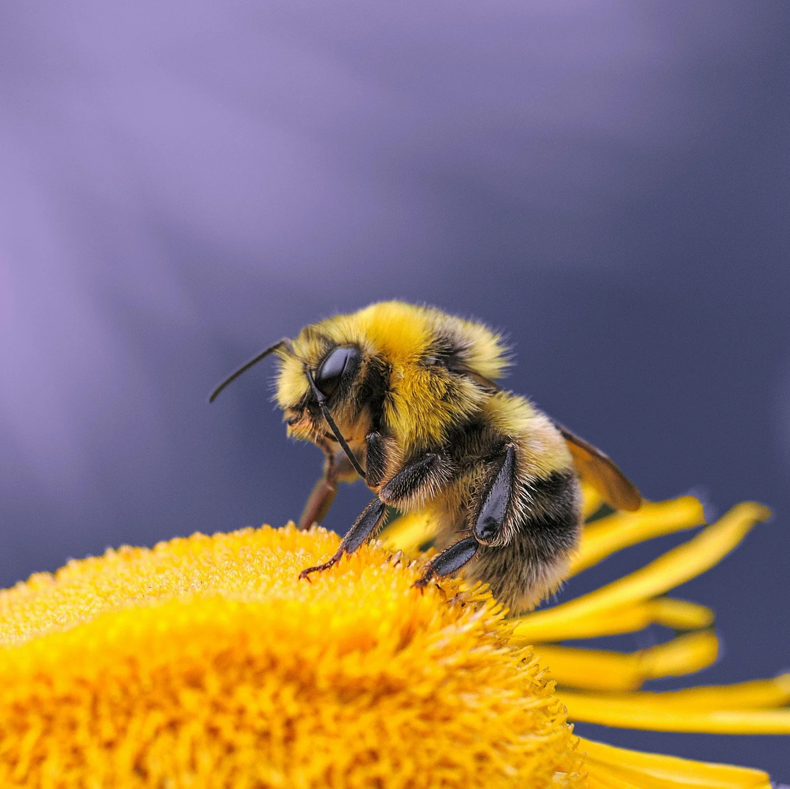 A close-up of a pie gathering pollen