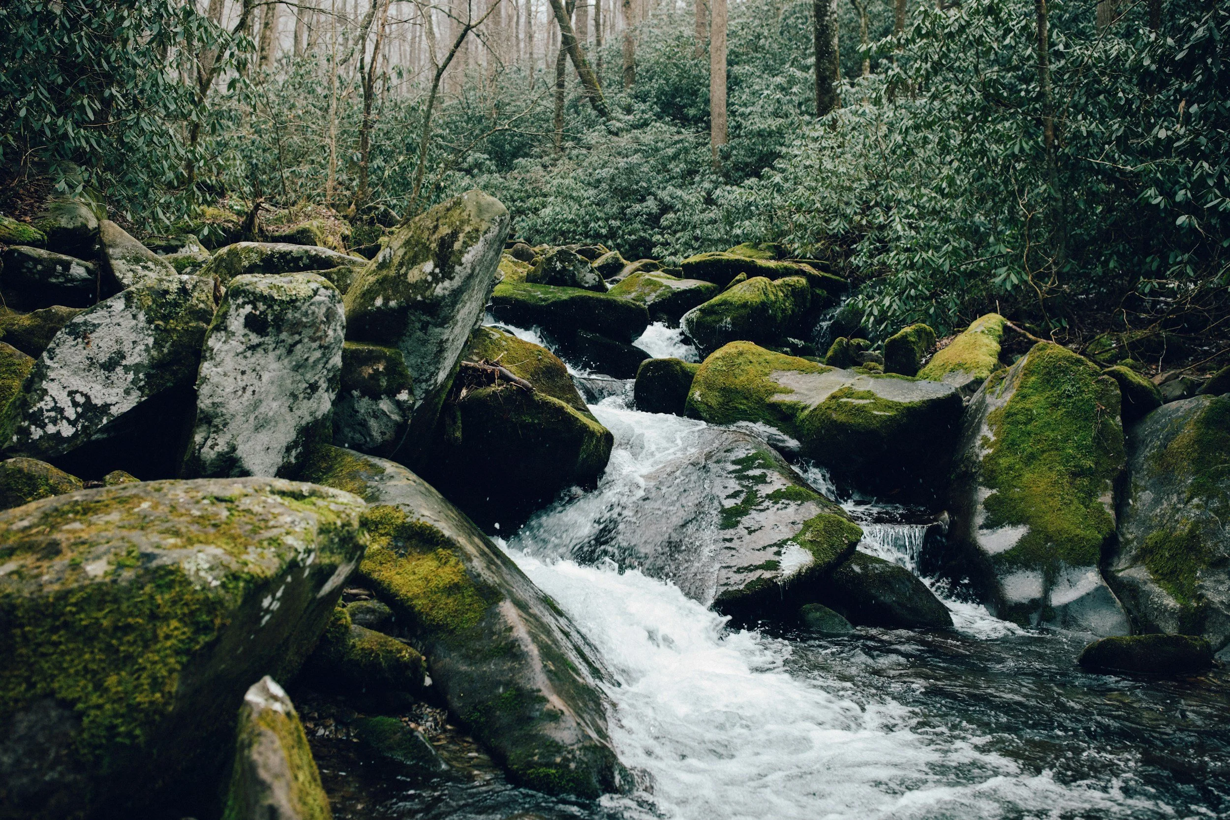 A small, rocky stream flowing through a dense forest with moss-covered rocks and lush green foliage.