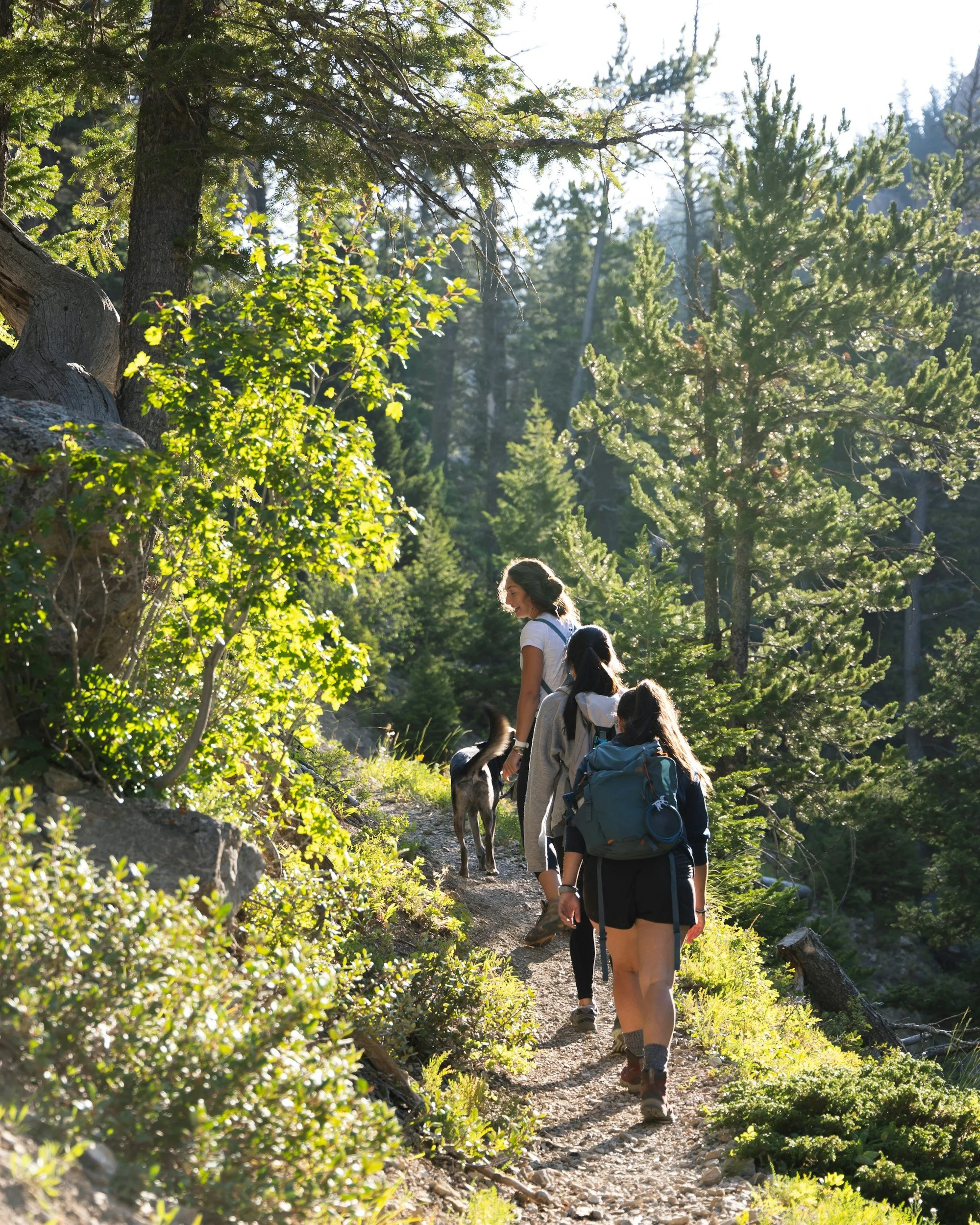 A group of people hiking along a forest trail in North Georgia surrounded by tall green pine trees on a sunny day.