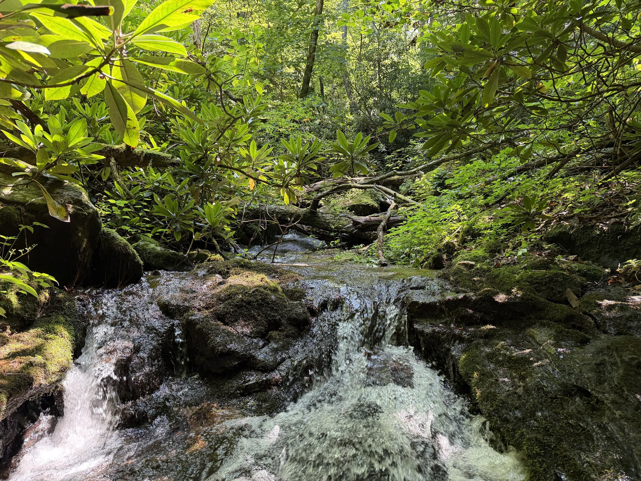 A forest scene with dense green foliage, sunlight filtering through trees, and a small stream flowing over rocks at The Cut.