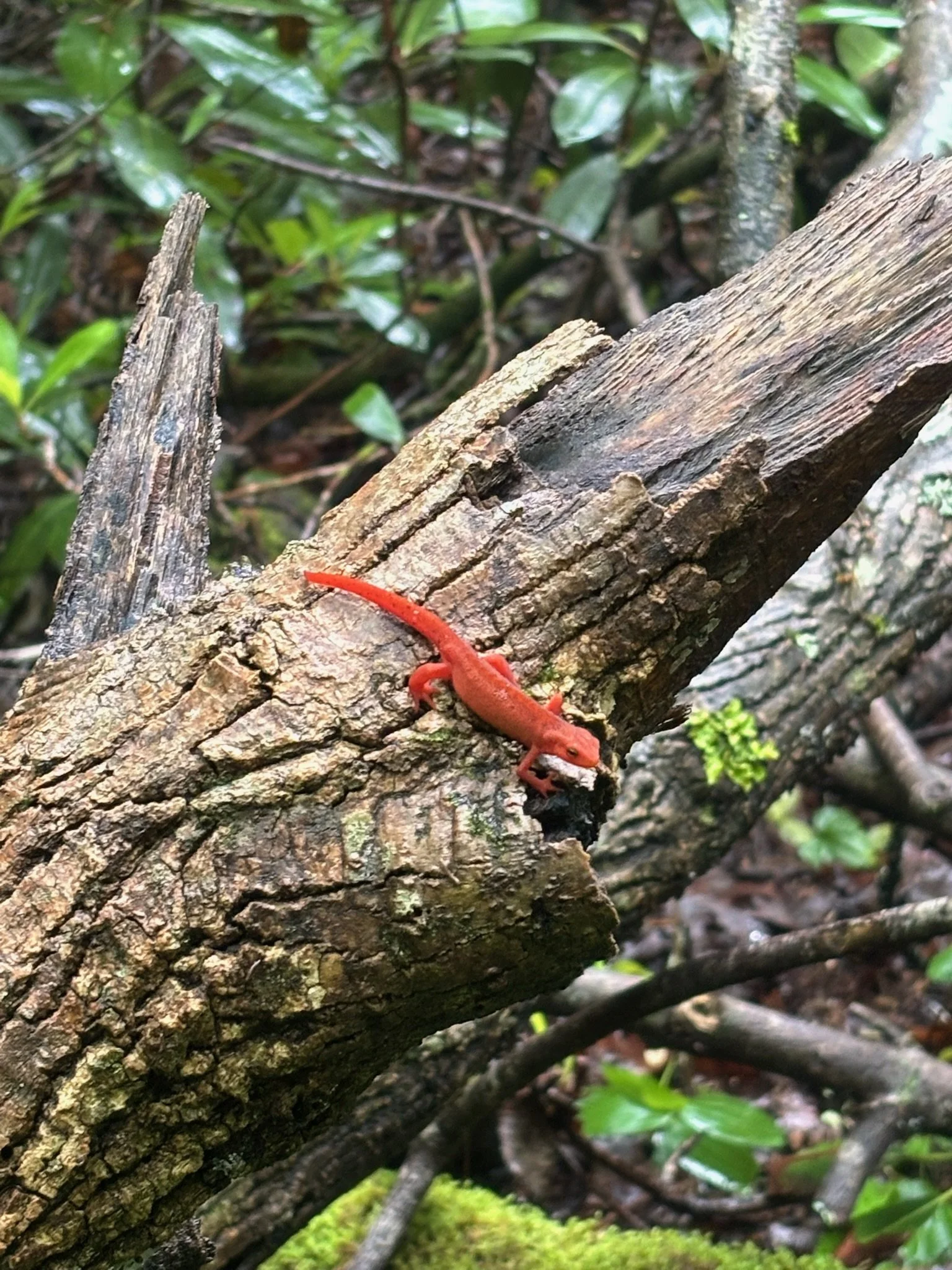 Close-up of a small red salamander on a fallen tree log in a forest setting with green moss and foliage.