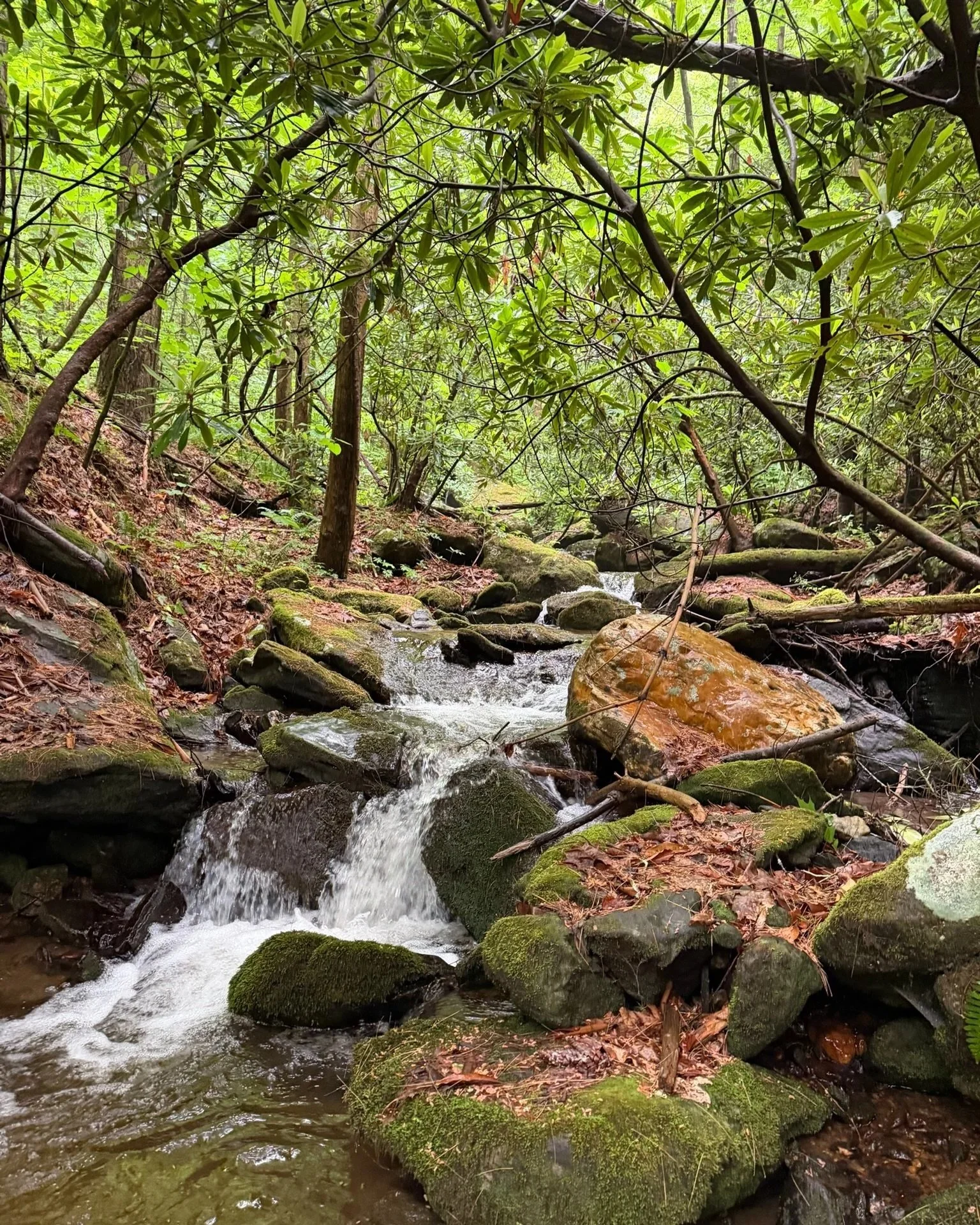 A small mountain stream in The Cut, a private nature preserve and campground, flowing over moss-covered rocks in a lush, green forest with dense foliage overhead.