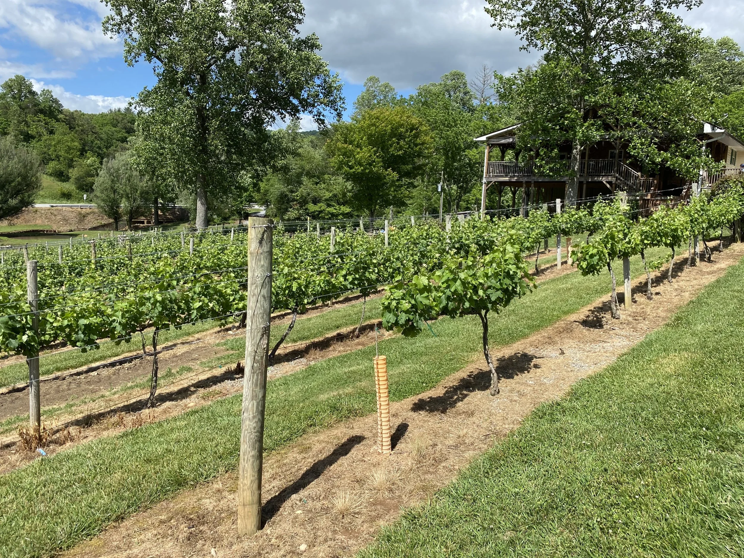 Vineyard with rows of grapevines, a house or building partially visible through trees, surrounded by lush green trees and a partly cloudy sky.