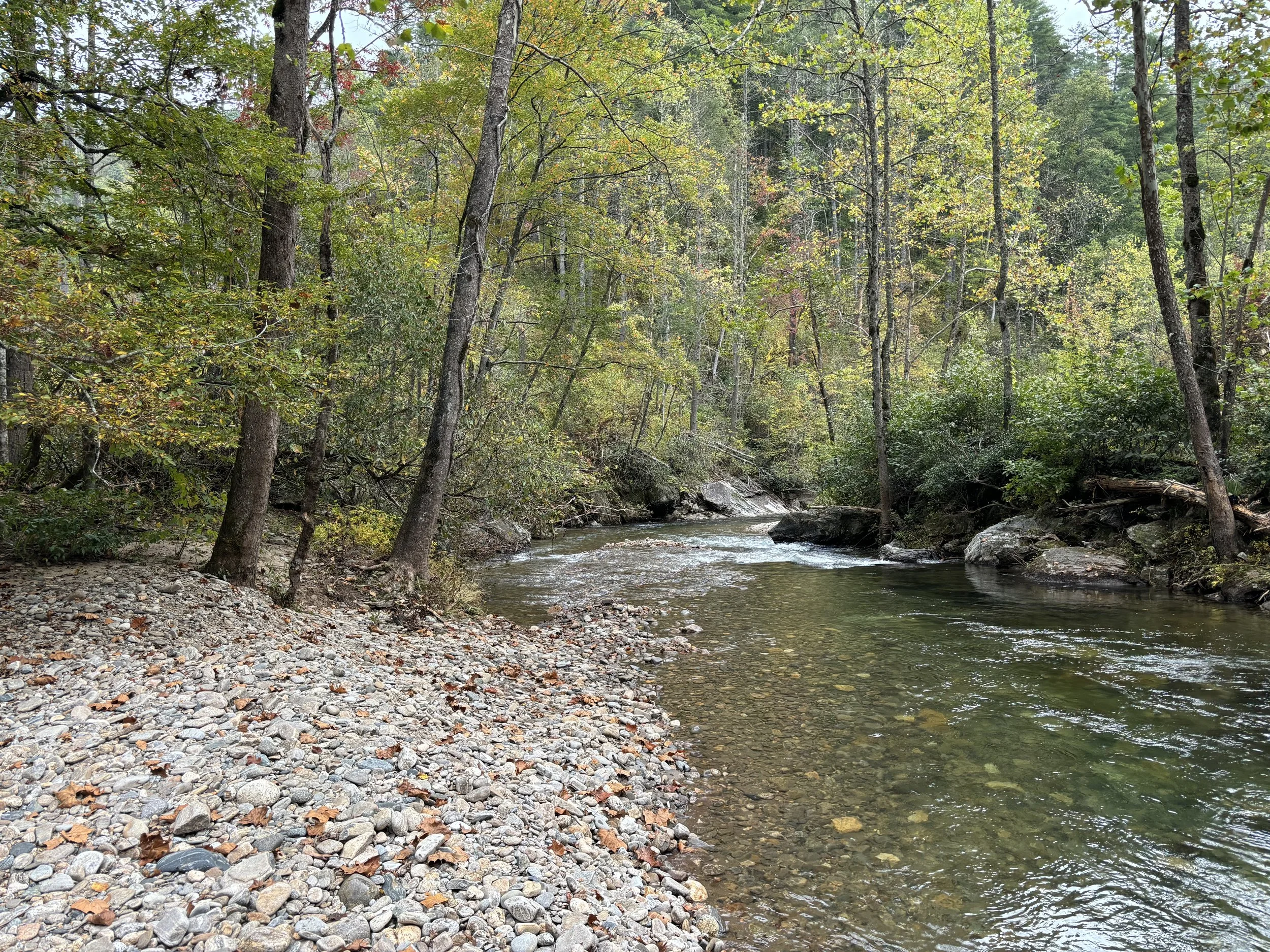 A forested area with a clear stream running through it, surrounded by trees and rocks, with green and some autumn leaves.