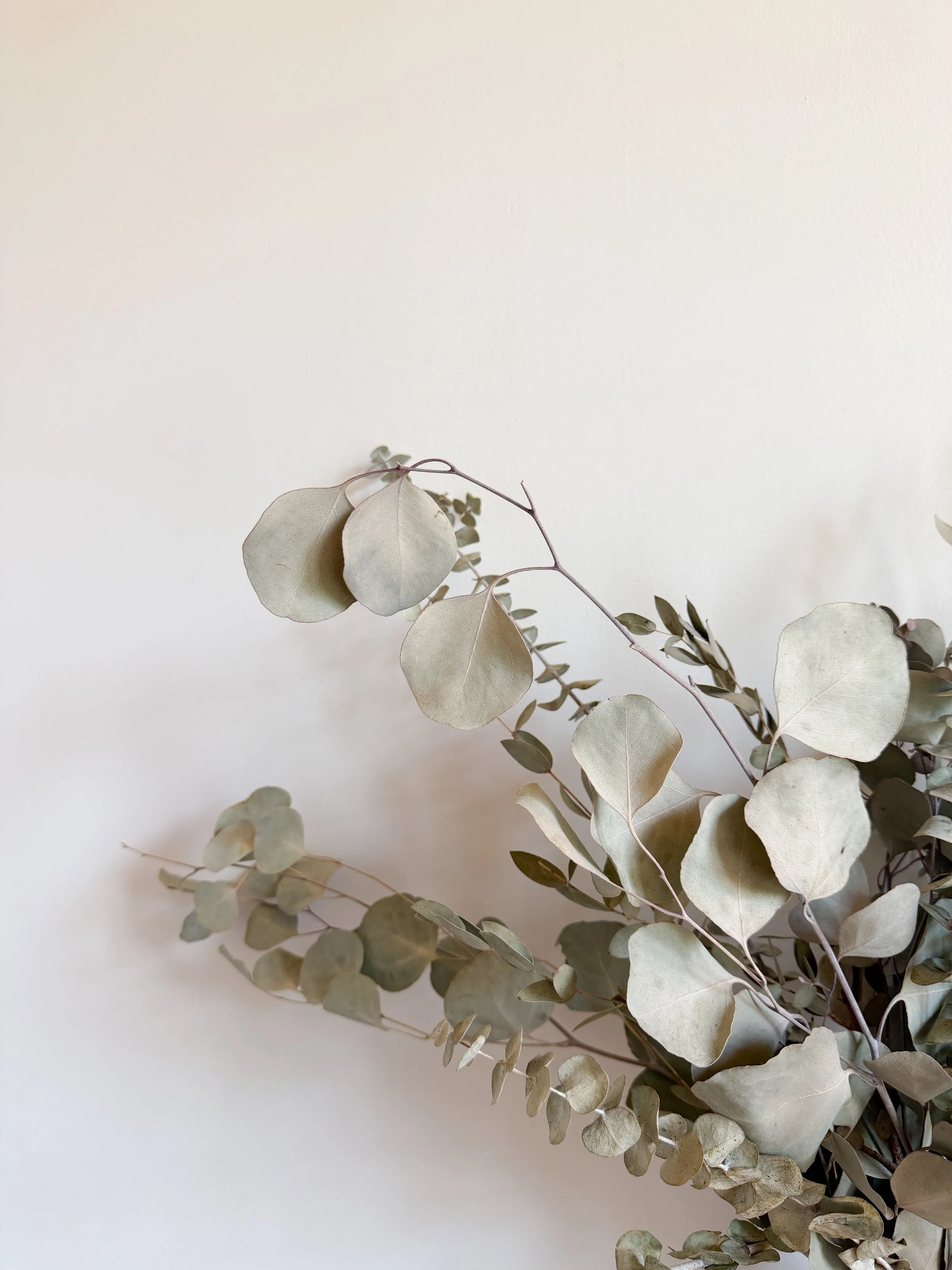 Eucalyptus branches with silvery-green leaves on a white surface.