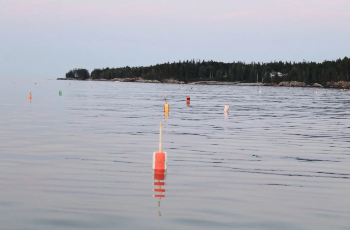 Calm ocean water with colorful floating buoys and a tree-lined shoreline in the distance under a pink and blue sky.