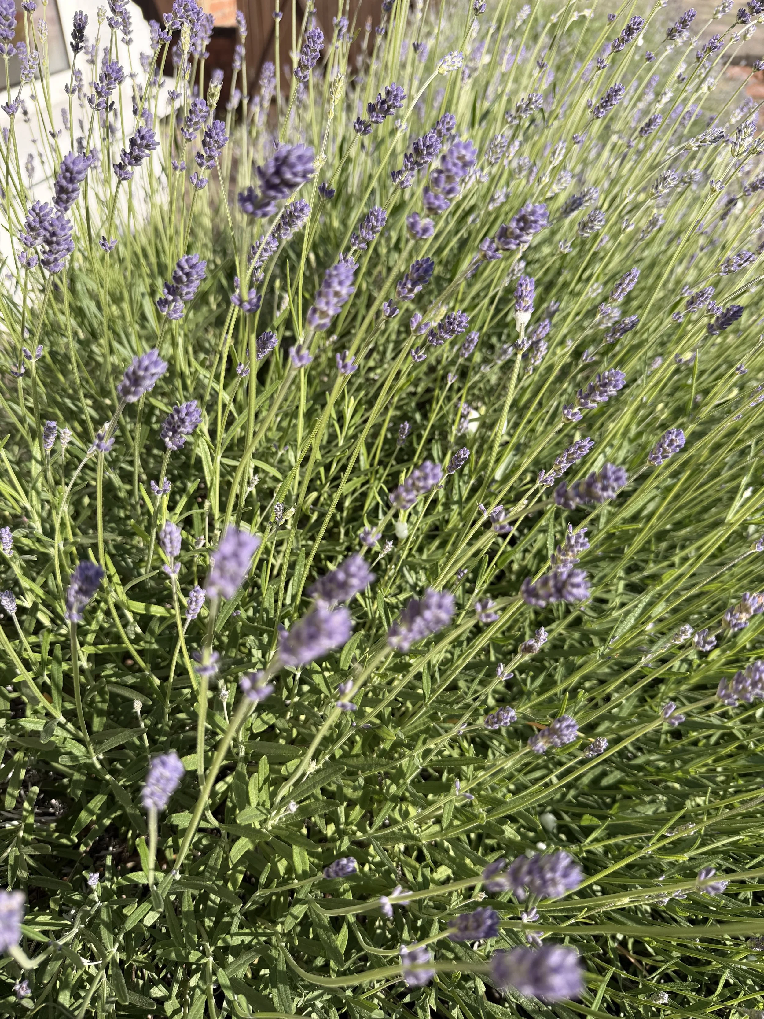 Close-up of a lush lavender plant with purple flowers and green stems under bright sunlight.
