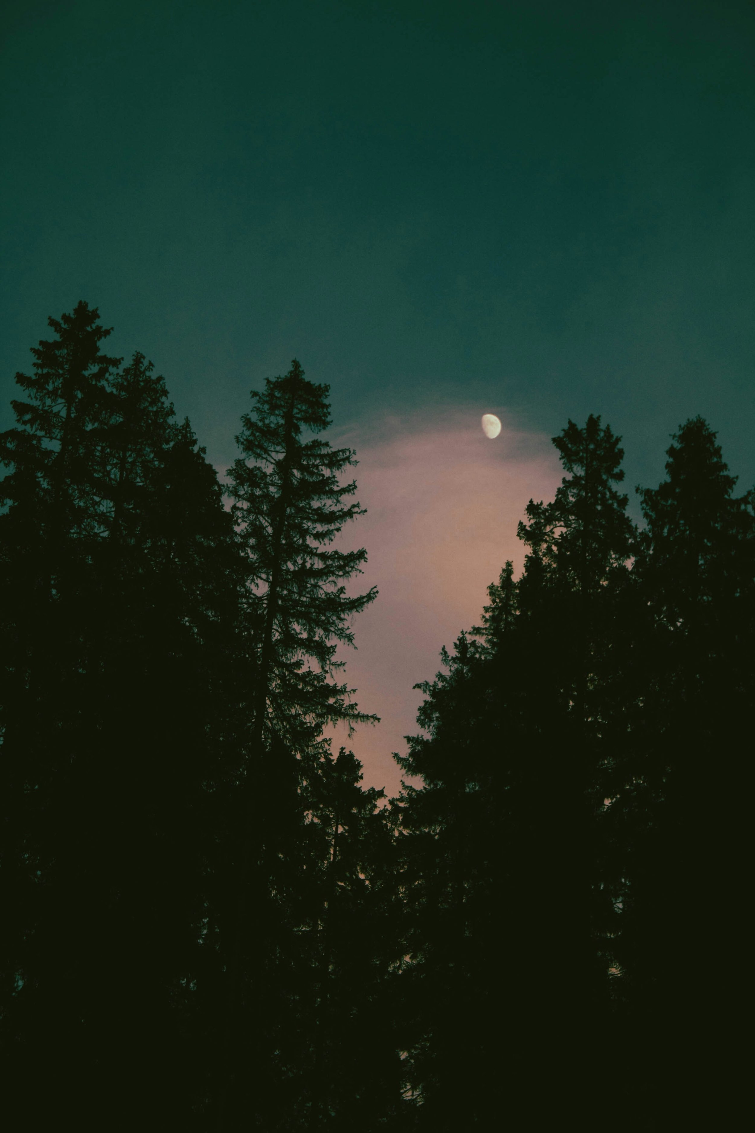 Night sky partially obscured by tall trees with the moon visible through the branches.