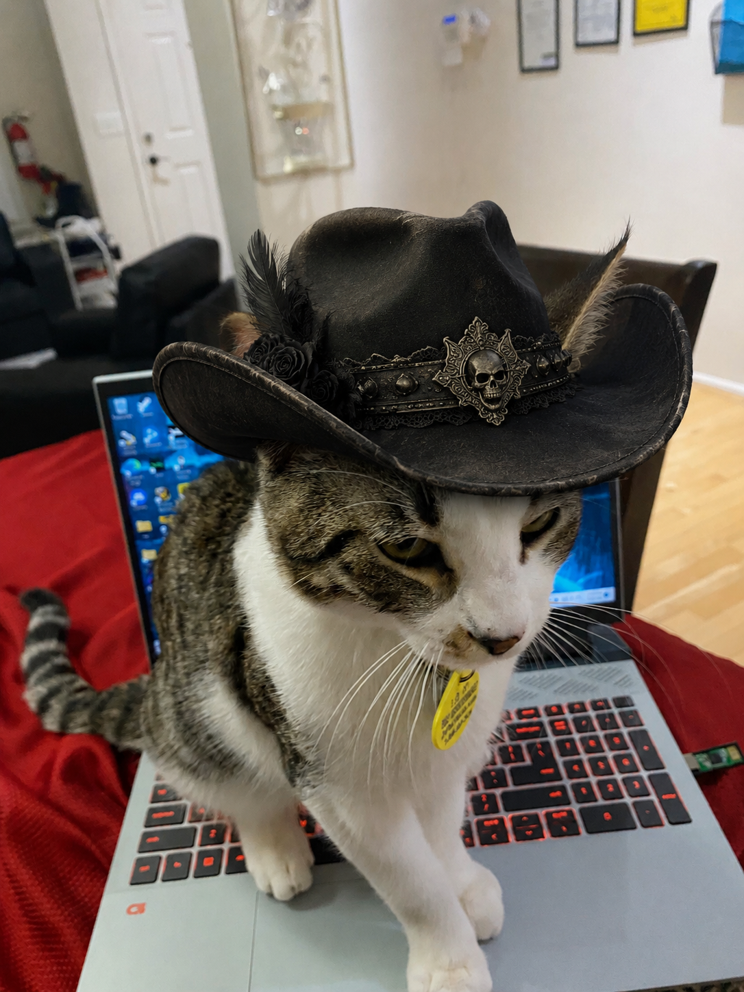 A cat wearing a black cowboy hat with skull and decorative embellishments, standing on a laptop keyboard in a living room.