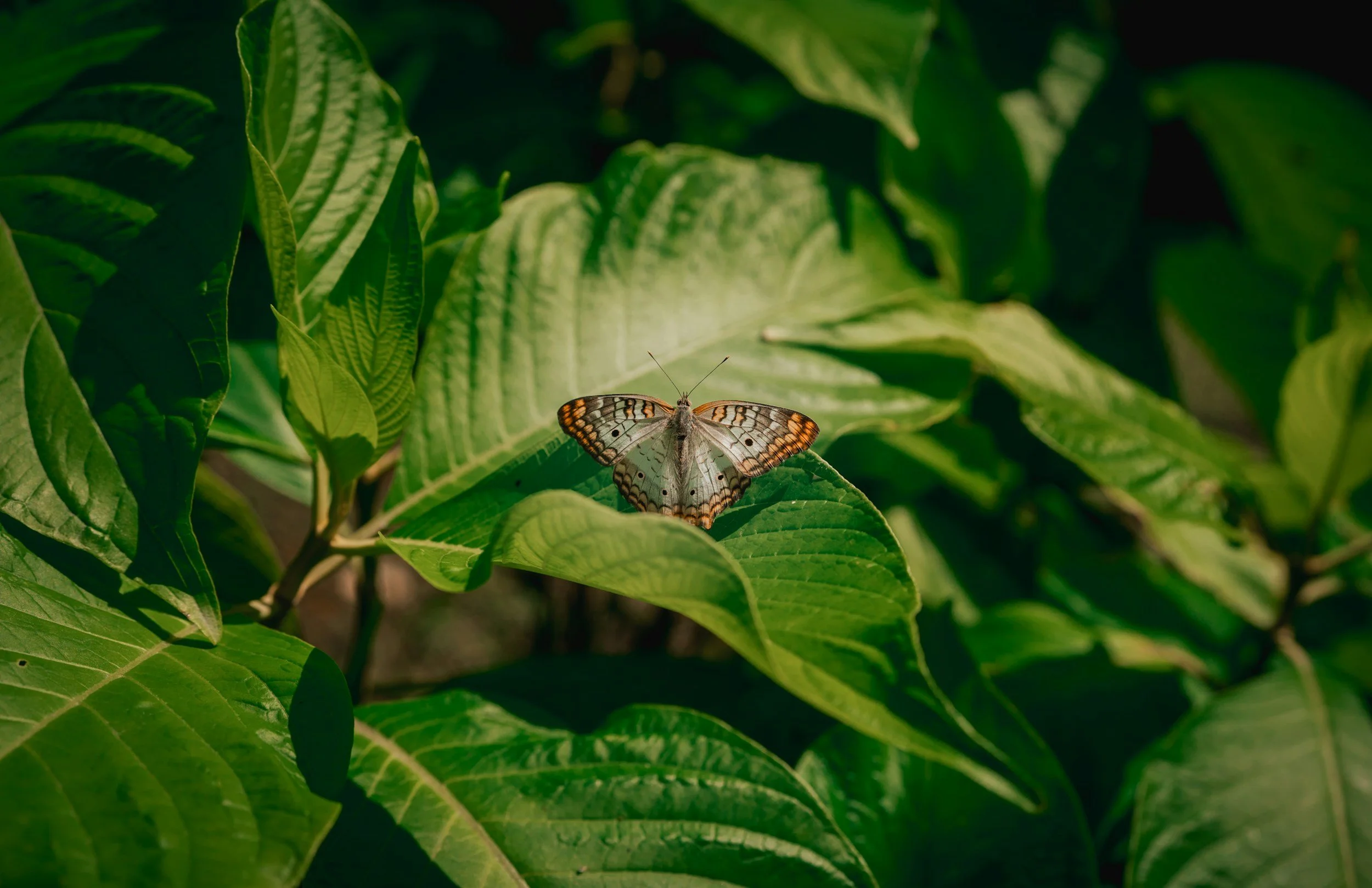 A butterfly resting on green leaves.